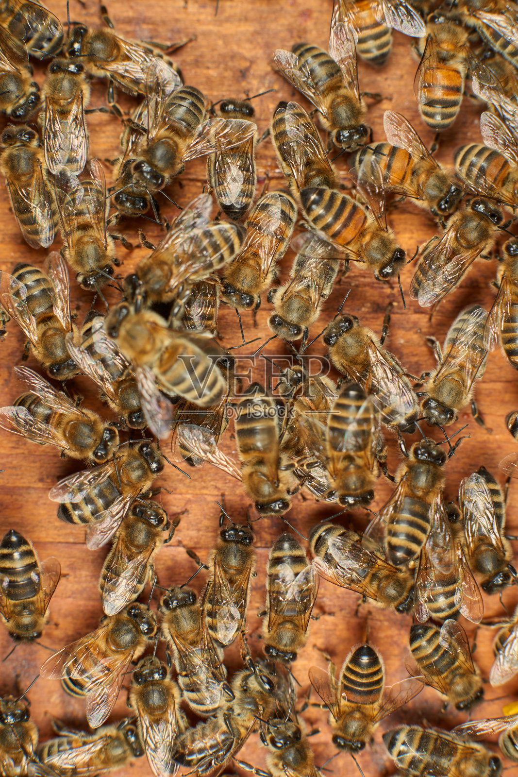 木头表面上的蜜蜂照片摄影图片