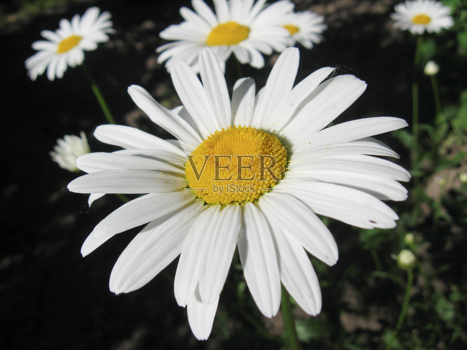 美丽的白色菊花照片摄影图片