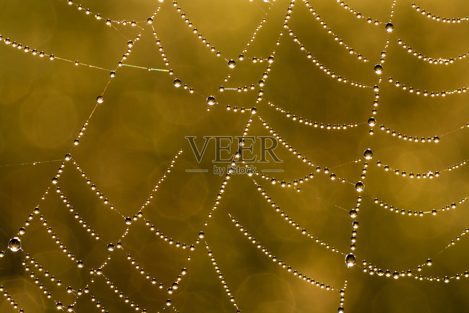 露珠网照片摄影图片