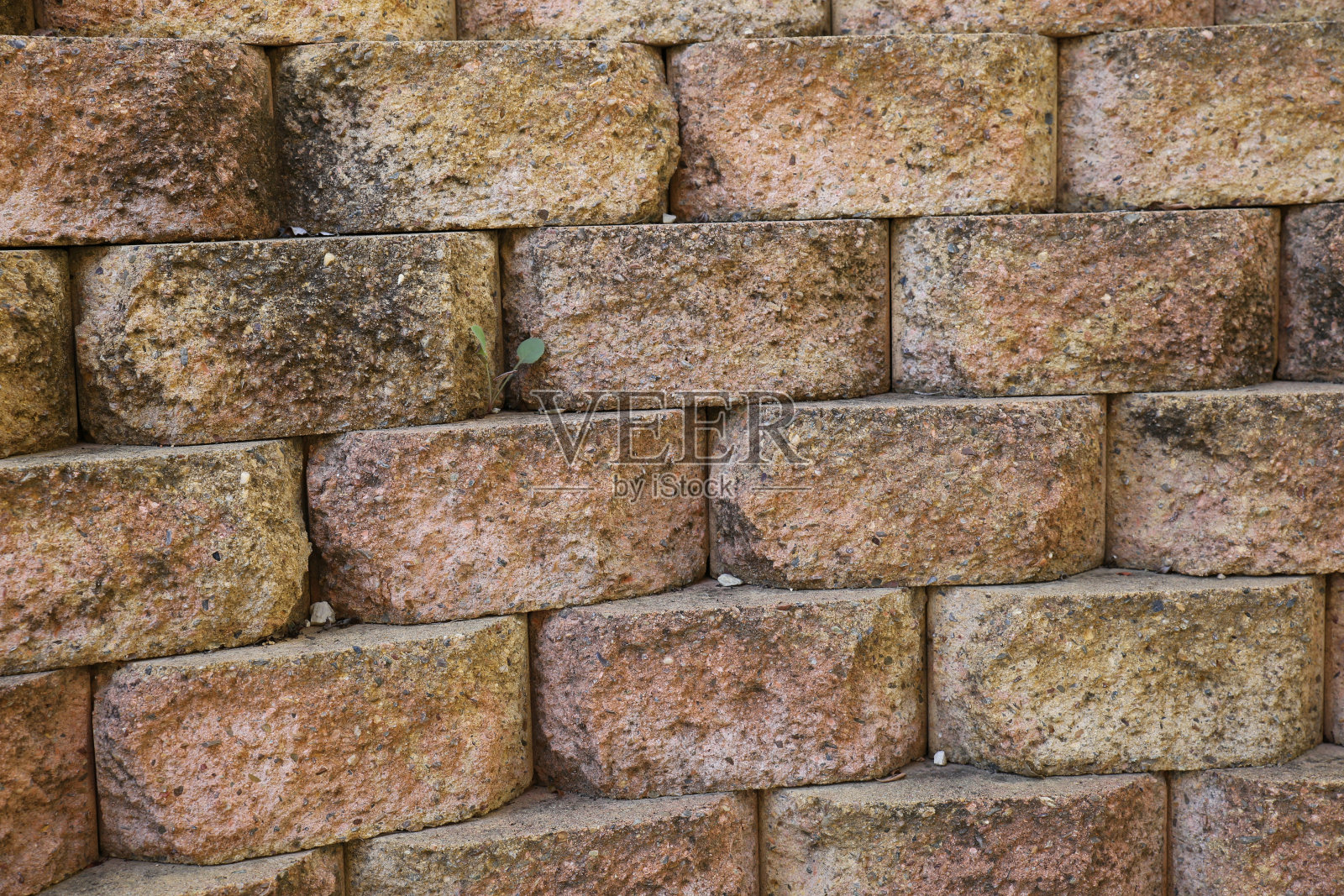 旧砖墙上的杂草照片摄影图片