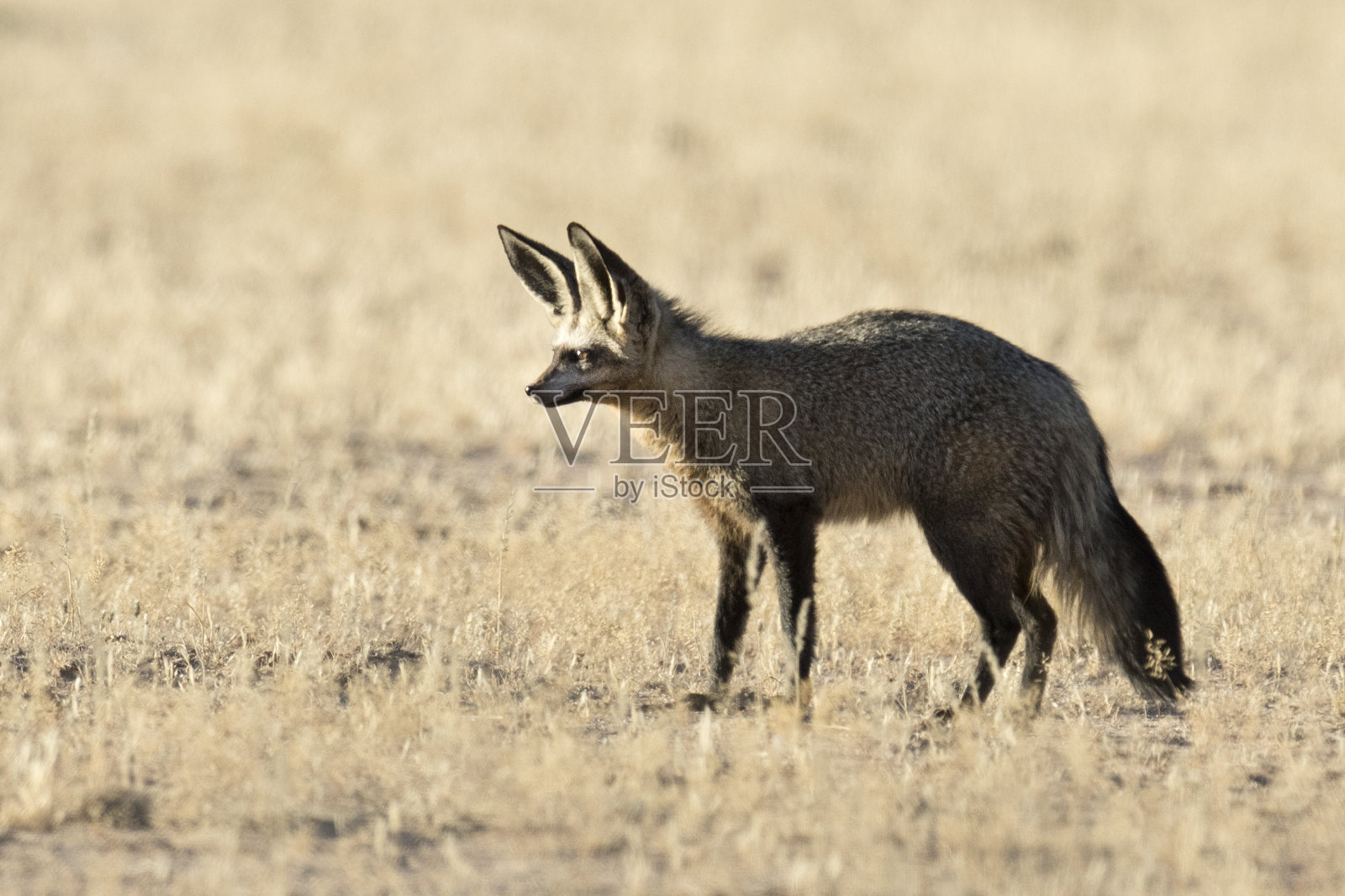 蝙蝠耳狐照片摄影图片
