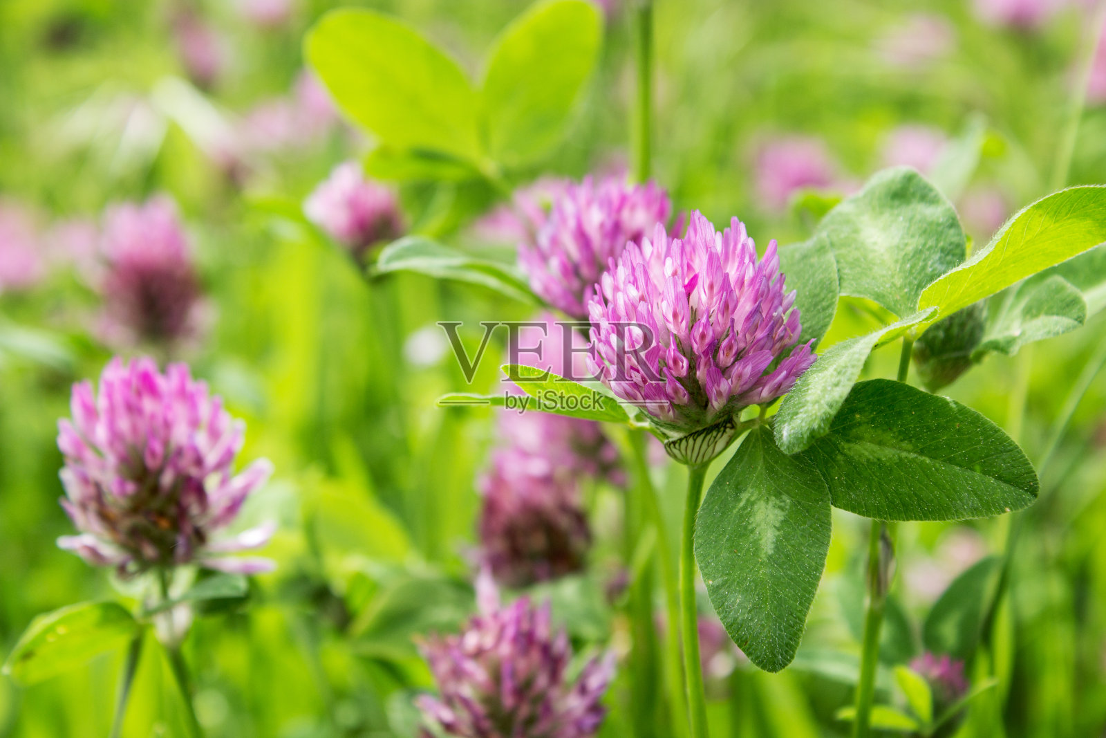 三叶草照片摄影图片