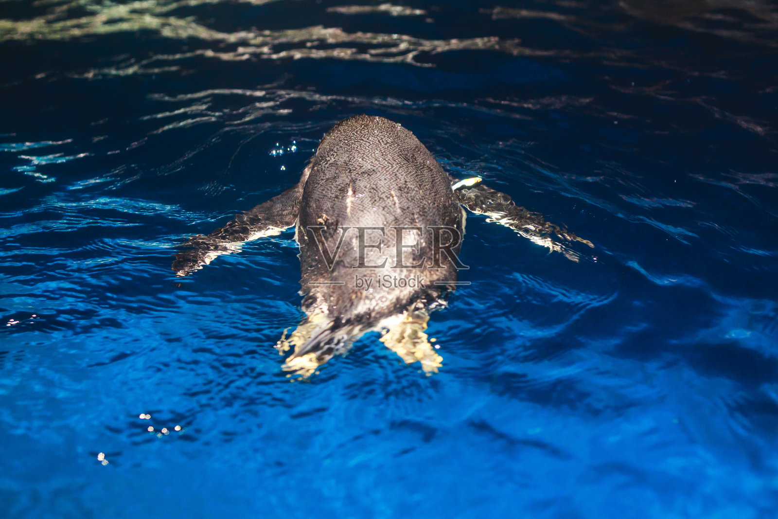 可爱的企鹅在蓝色的水里游泳,溅起巨大的水花照片摄影图片