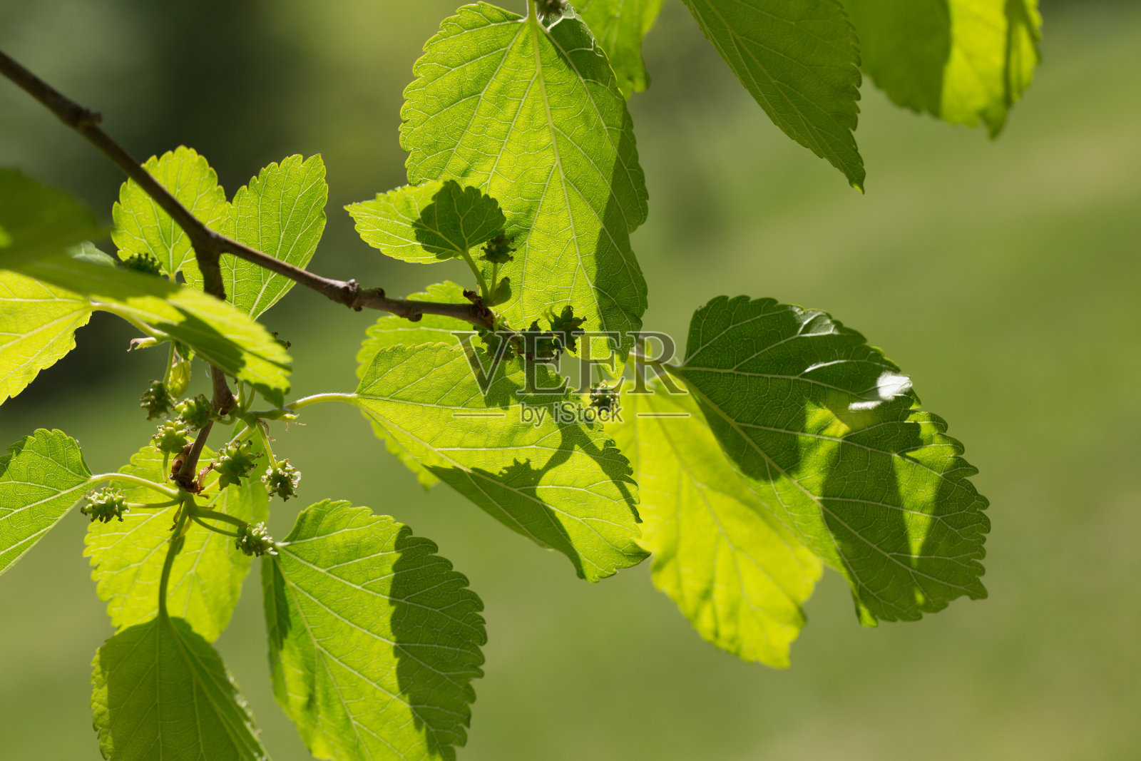 绿叶树枝照片摄影图片