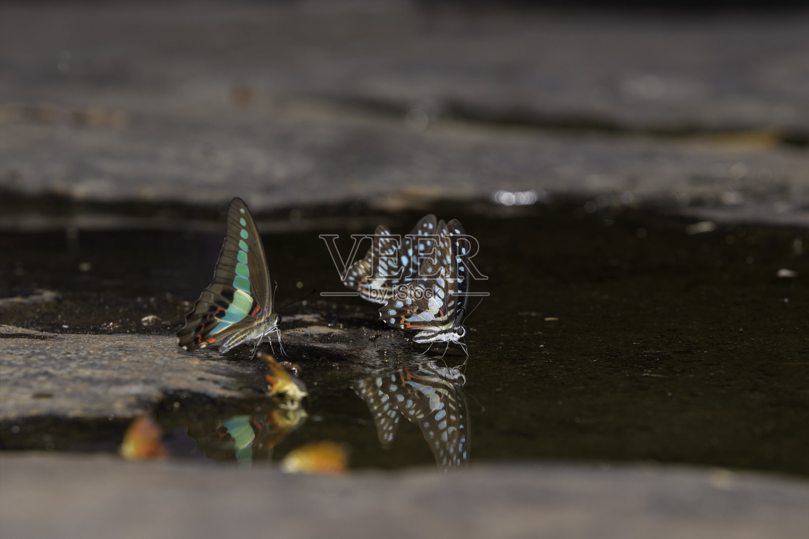 栖息在水域中的鸟照片摄影图片