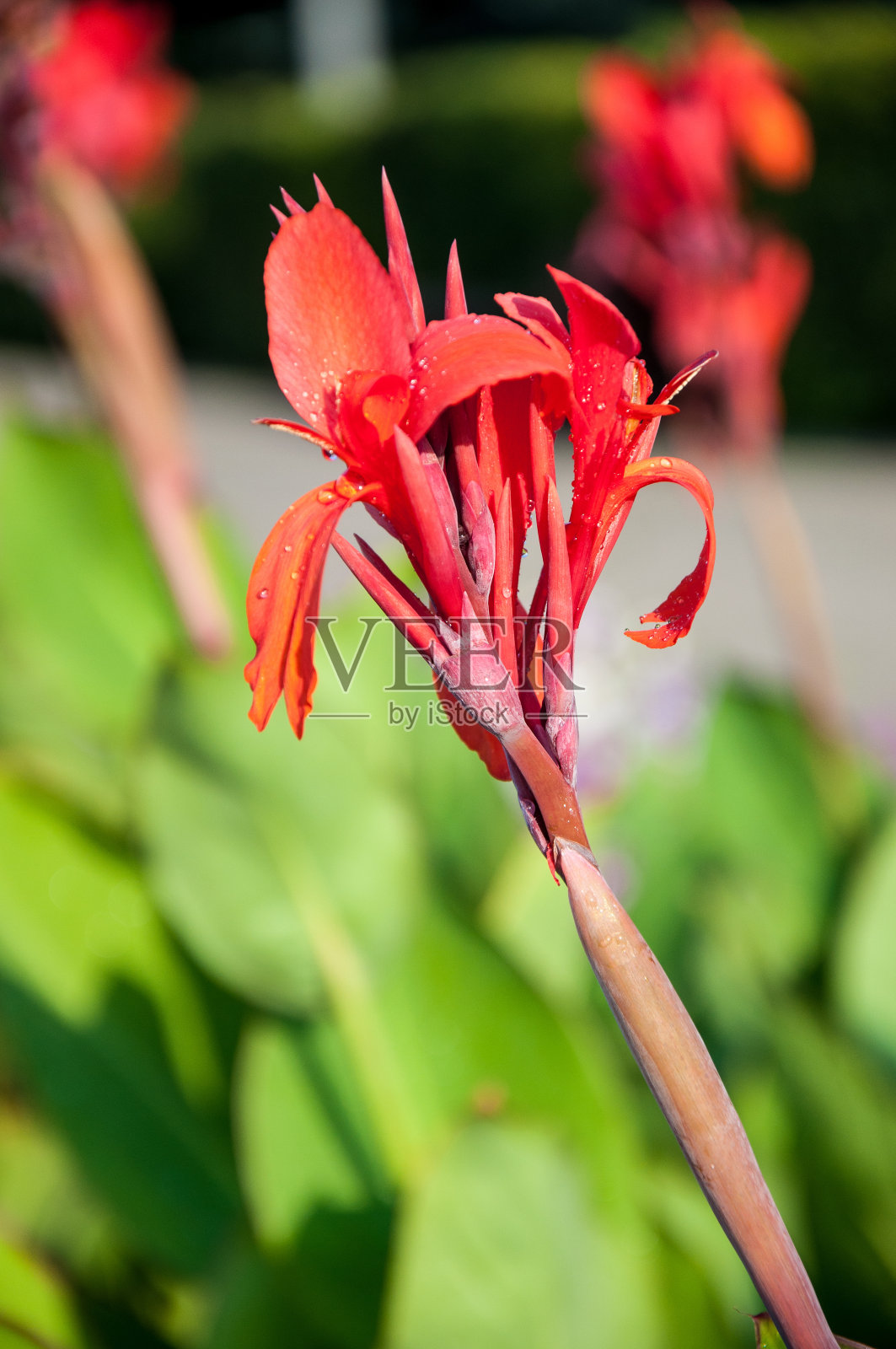 美人蕉花红色照片摄影图片