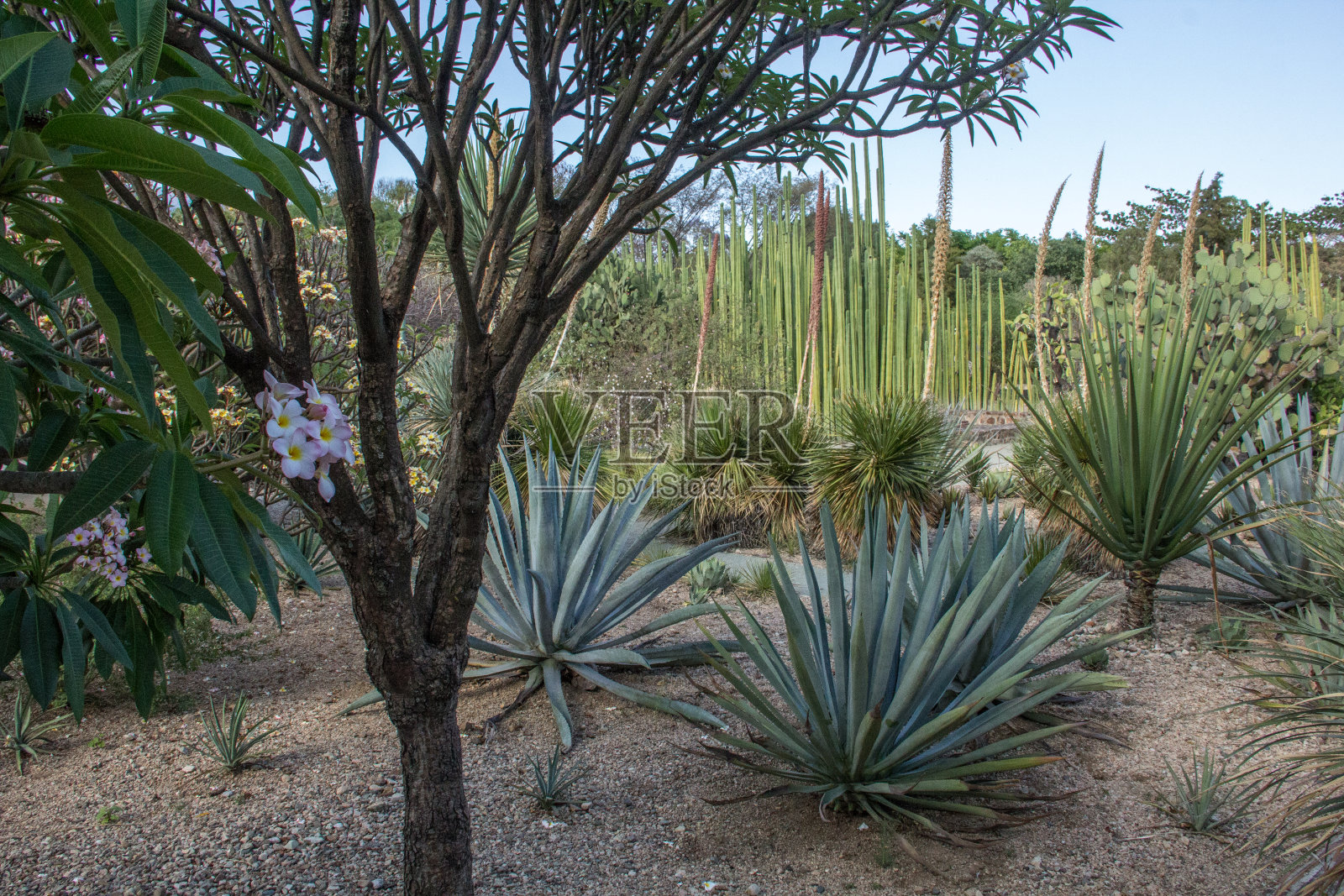 墨西哥瓦哈卡市植物园的仙人掌科植物照片摄影图片