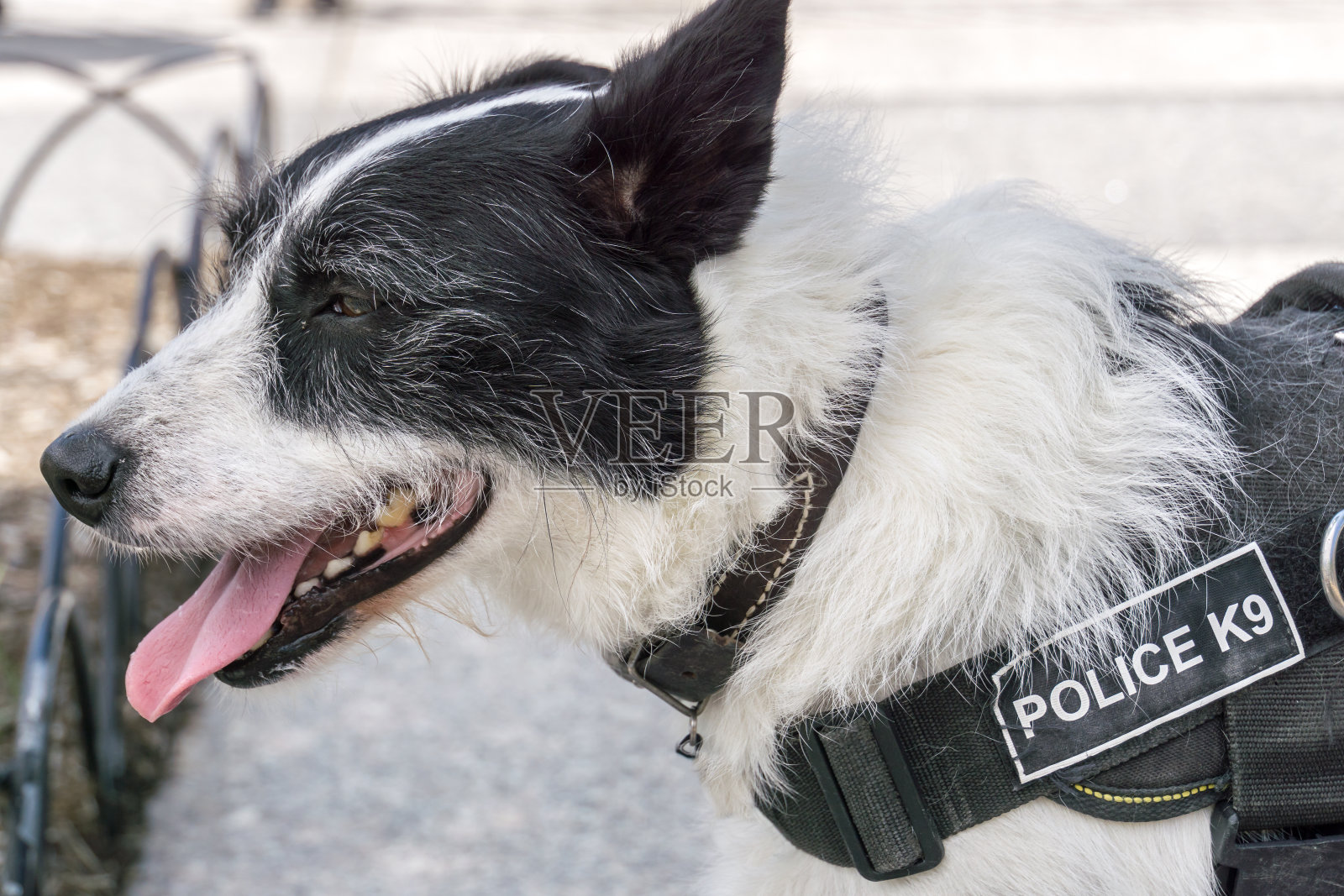 警犬侧面轮廓照片摄影图片