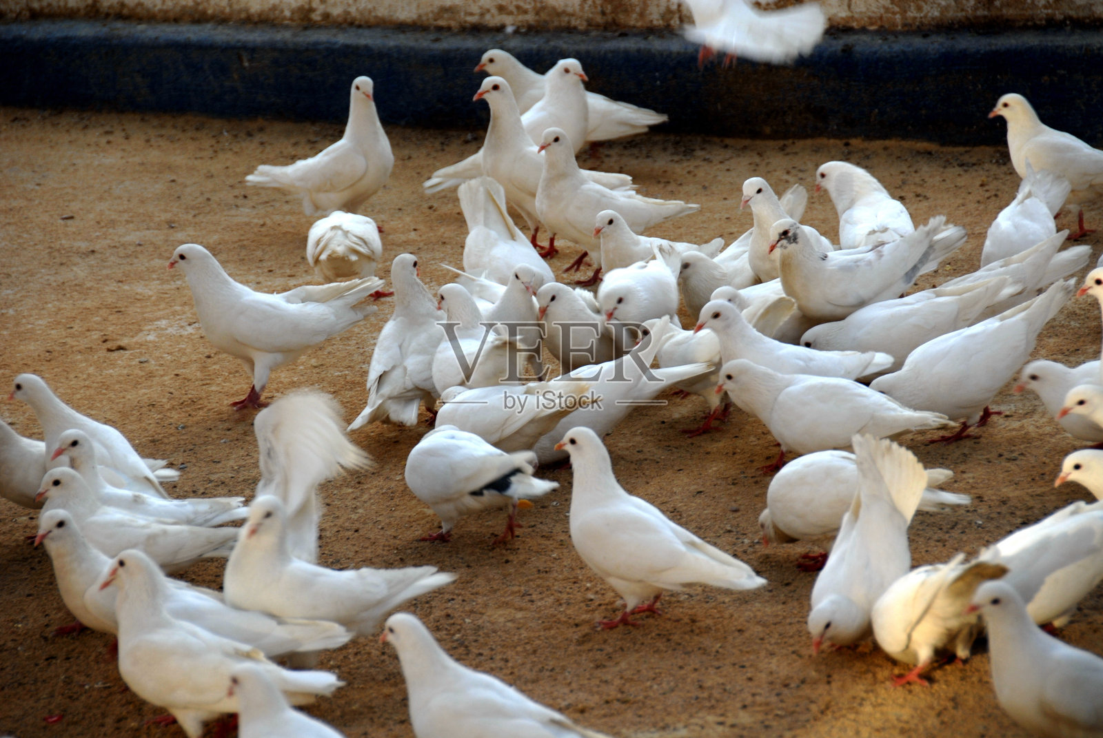 鸽子在西班牙照片摄影图片