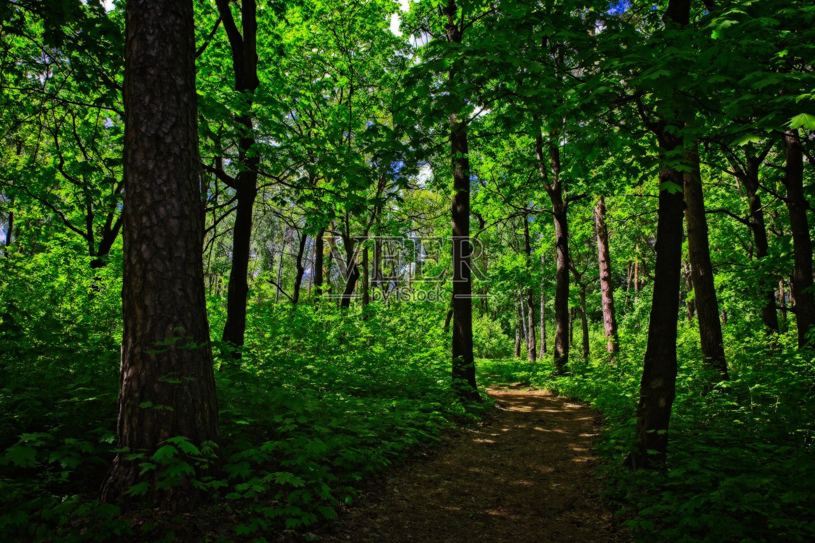 春天森林小径。照片摄影图片