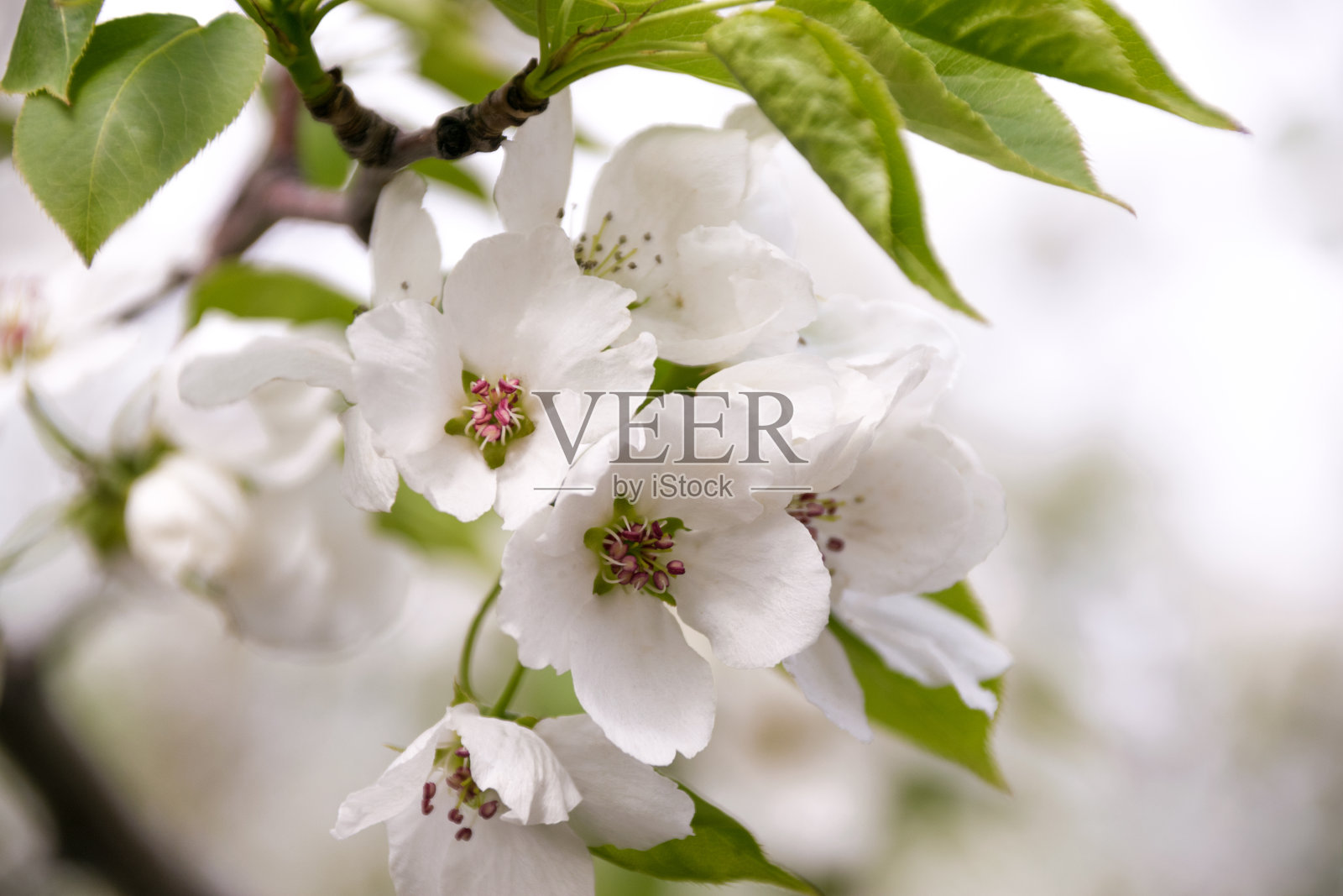 白色的苹果树花特写。盛开的鲜花在一个阳光明媚的春日背景。照片摄影图片