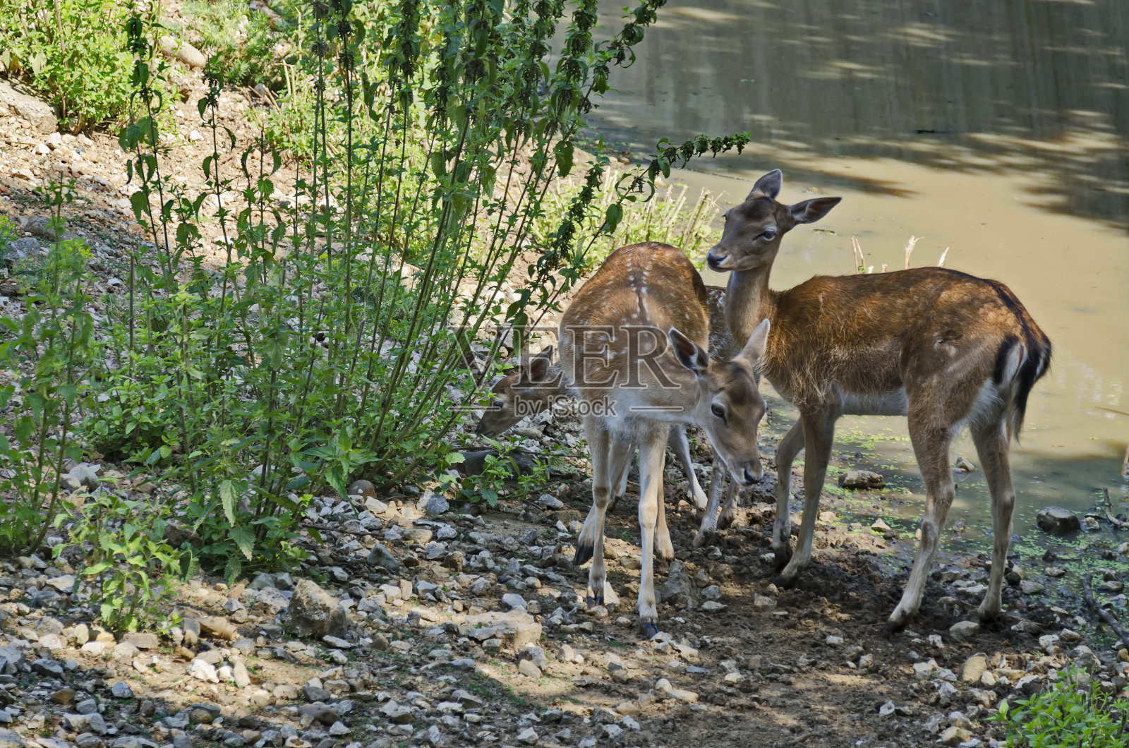 鹿在牧场照片摄影图片