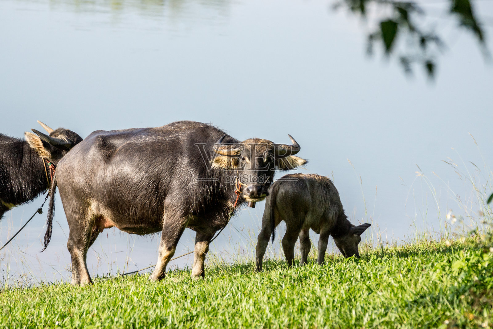 水牛照片摄影图片