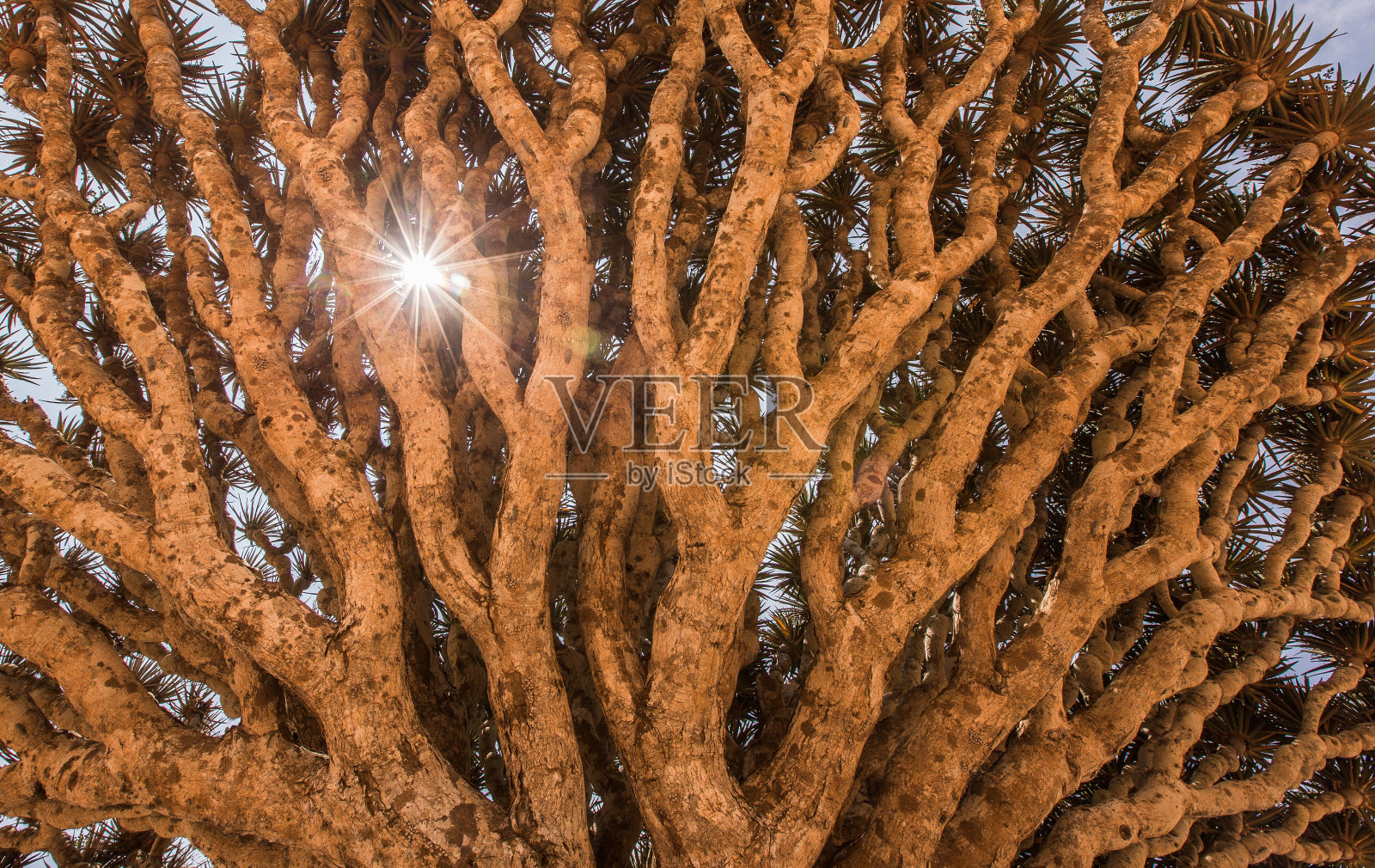 索科特拉岛的龙血树照片摄影图片