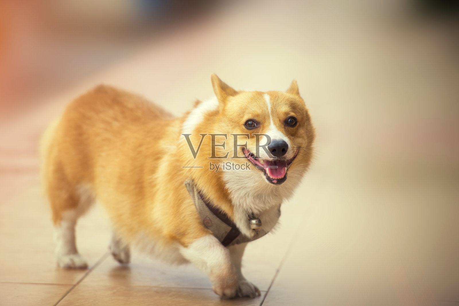 小狗狗照片摄影图片