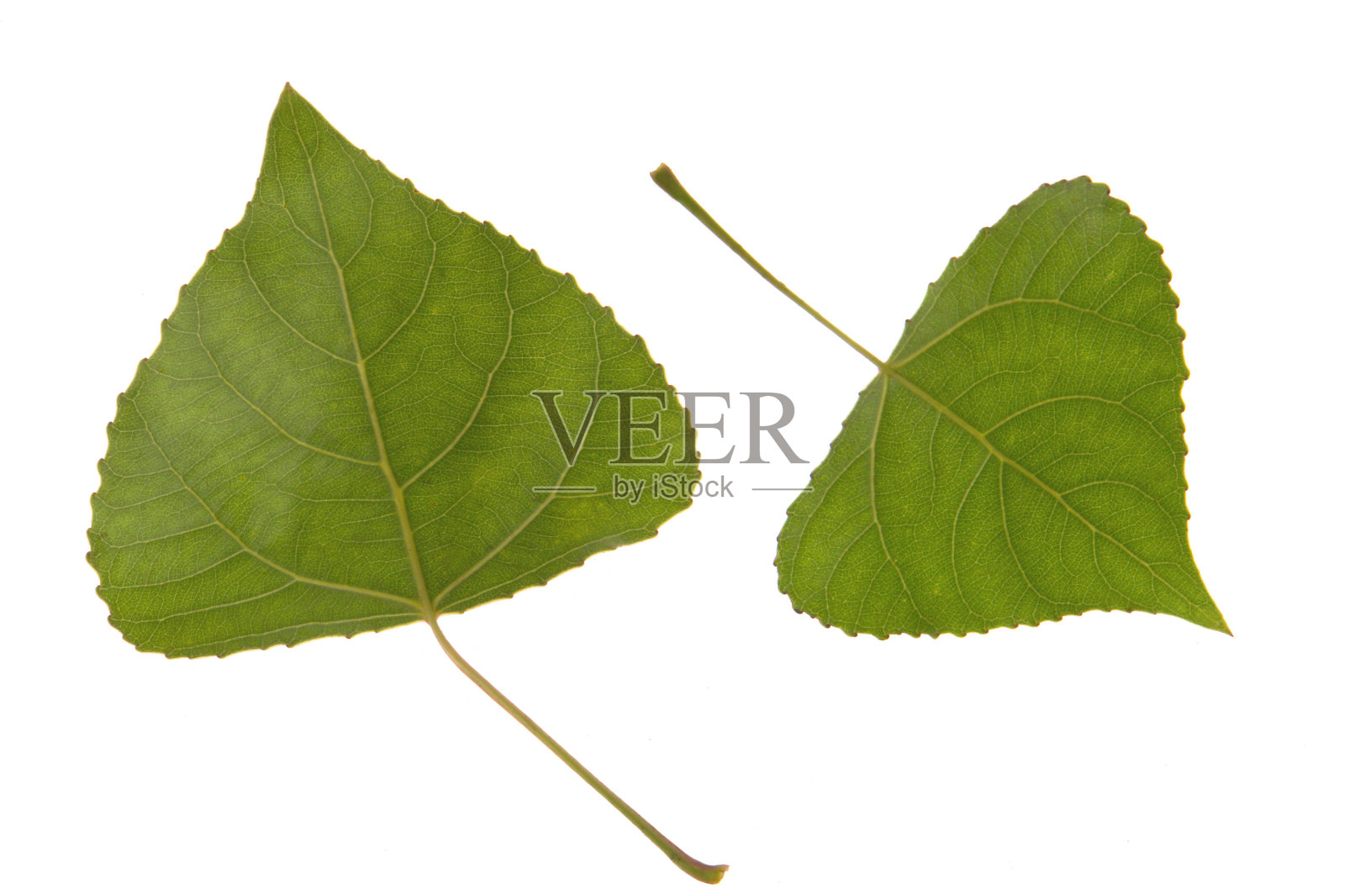 叶照片摄影图片