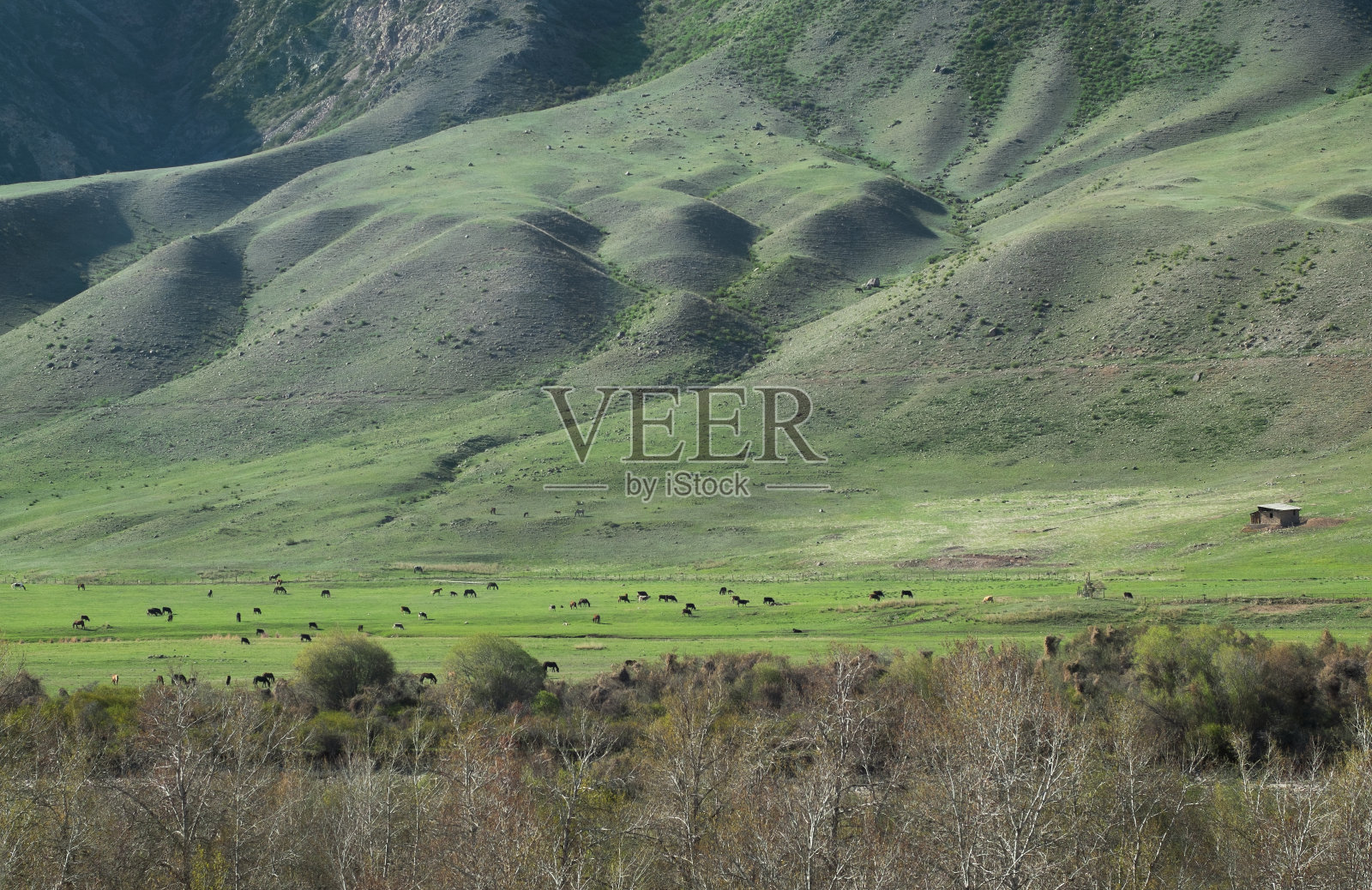 家附近的牲畜照片摄影图片