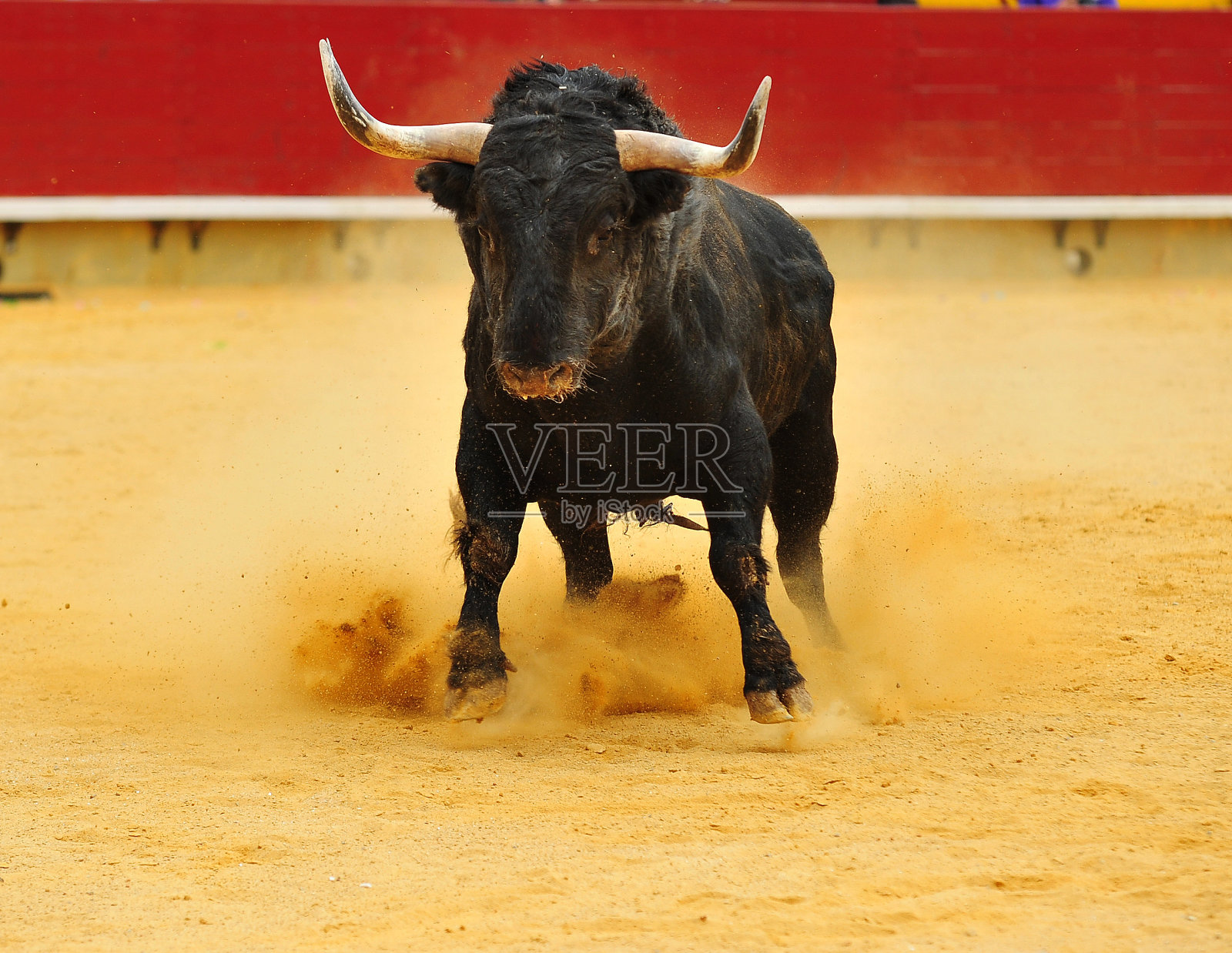 牛照片摄影图片