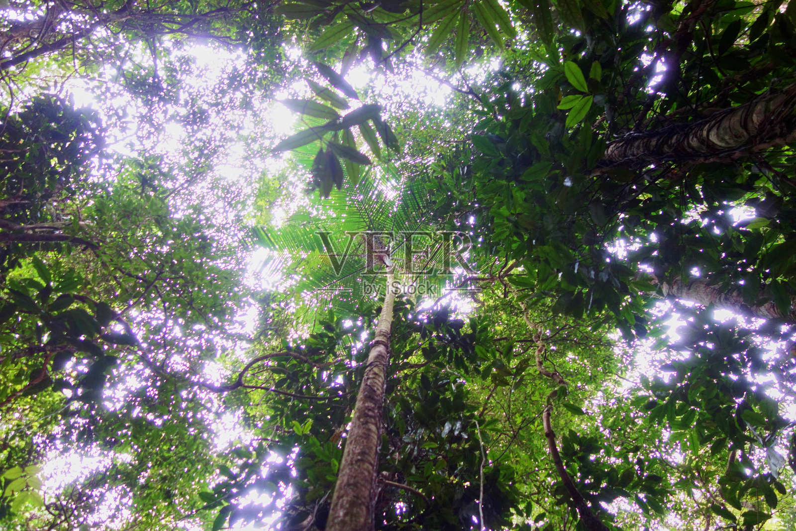 树叶照片摄影图片