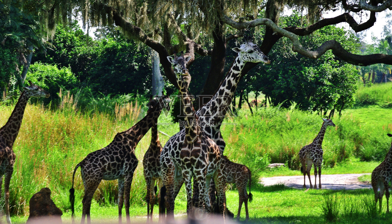 塔的长颈鹿照片摄影图片
