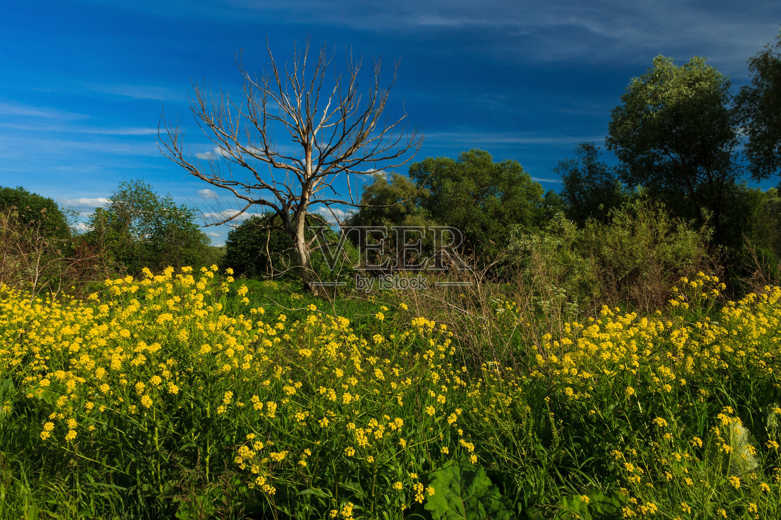 枯树蓝天草照片摄影图片