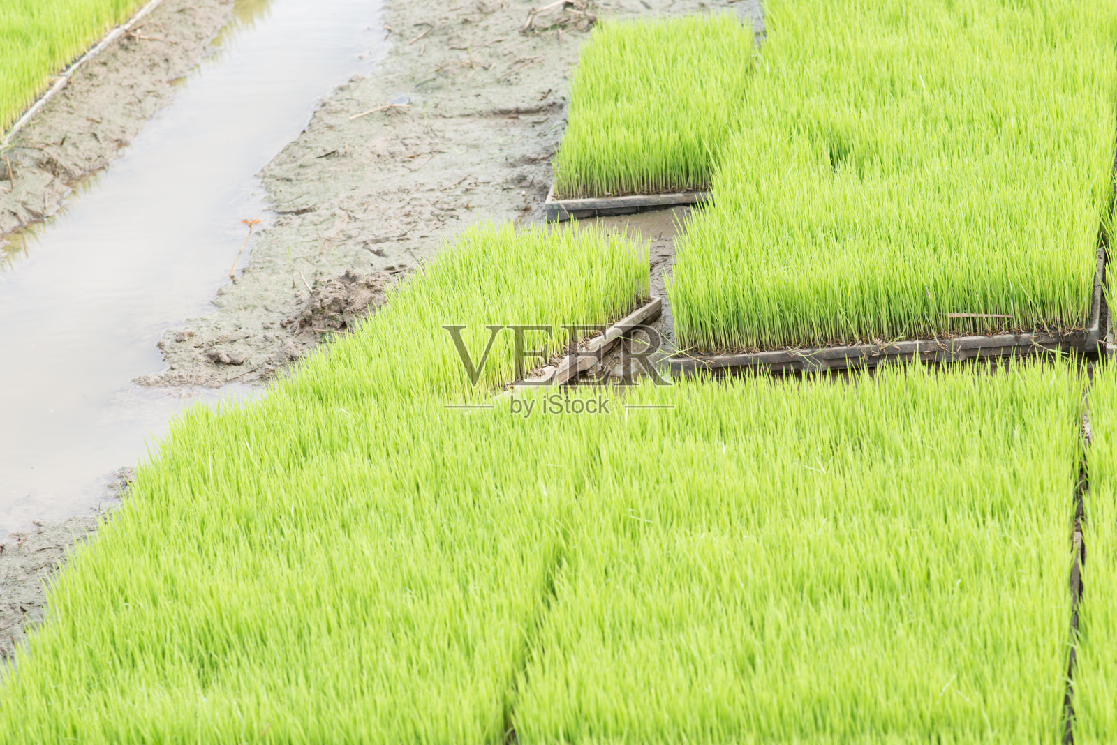 水稻秧苗盘栽。早上光。照片摄影图片