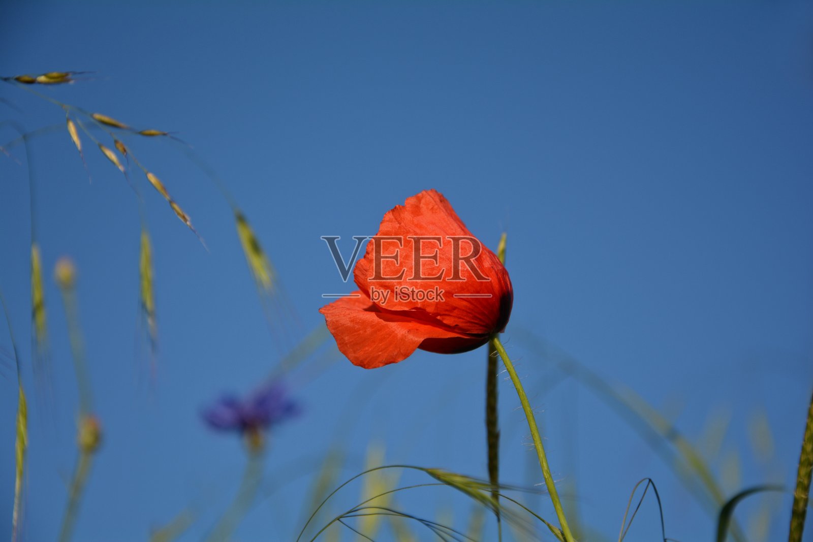罂粟花和天空一起在草地上拍手照片摄影图片