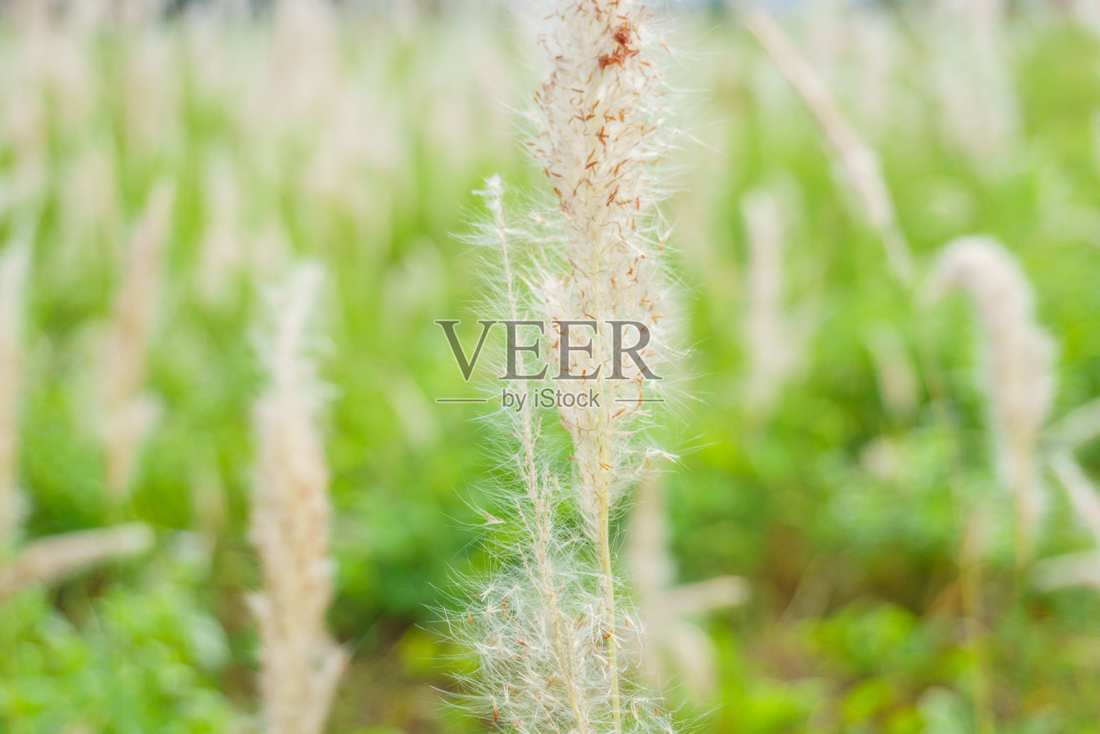 近距离的草芦苇照片摄影图片