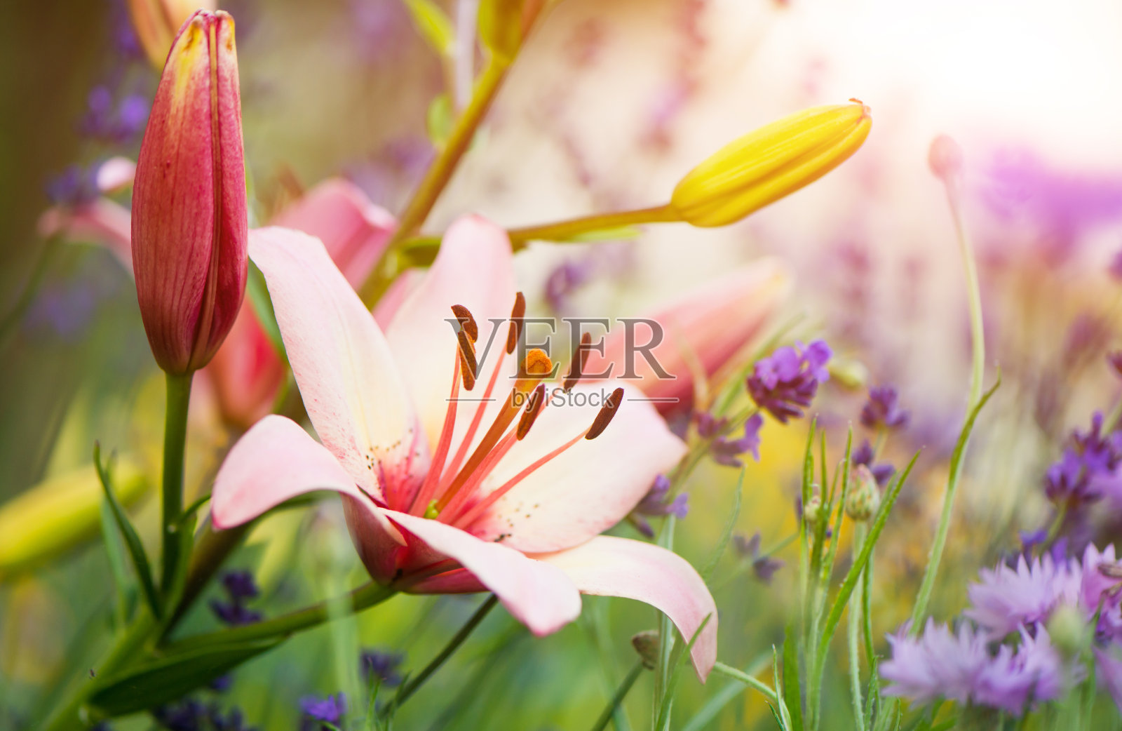 花园的花照片摄影图片