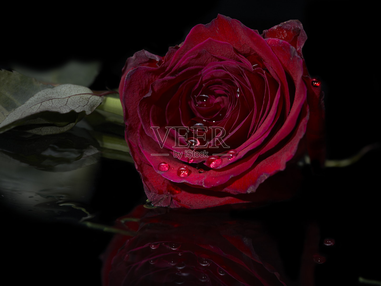 红玫瑰照片摄影图片