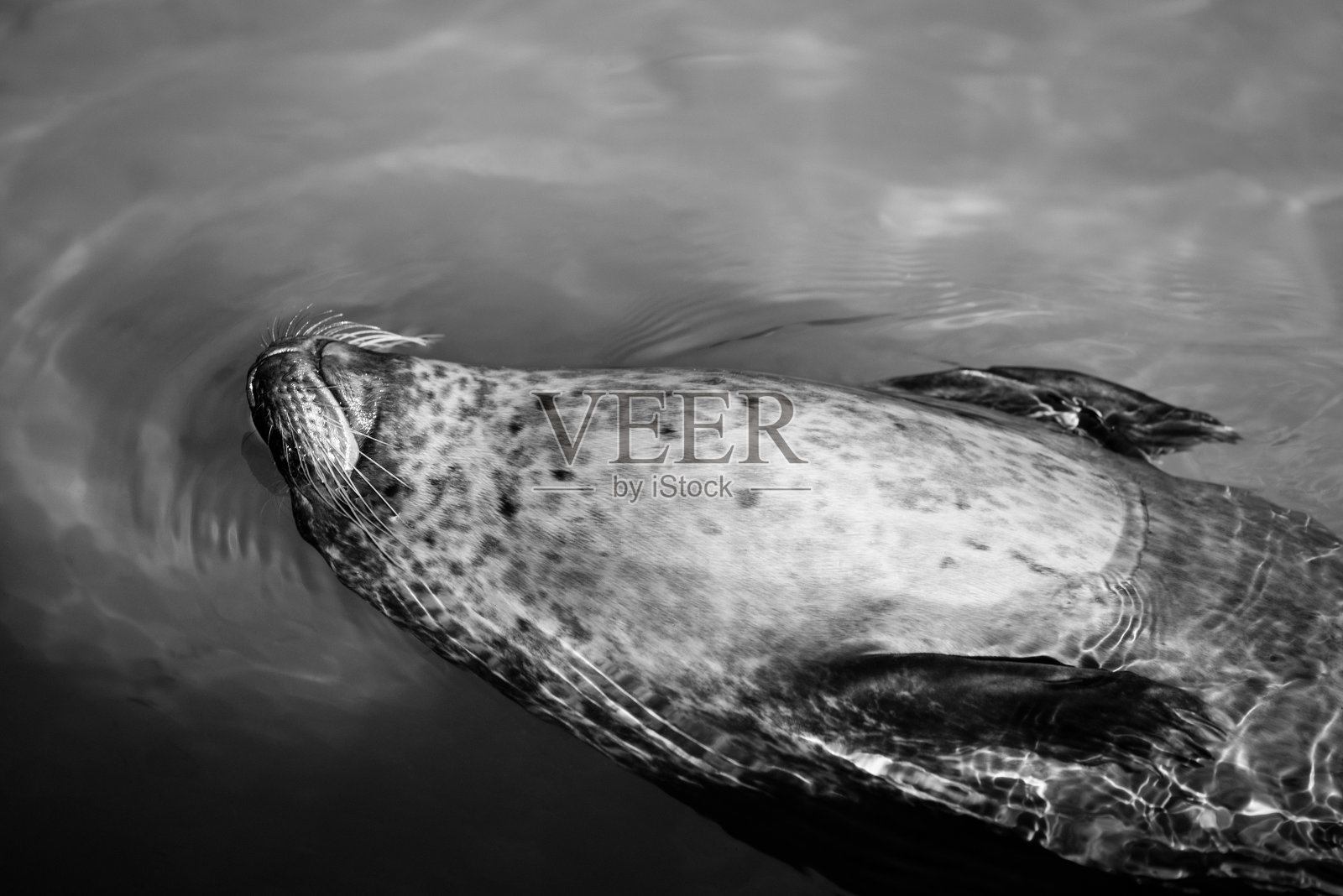 海豹-黑白动物肖像照片摄影图片