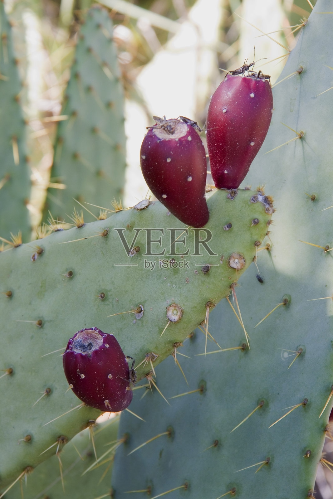 仙人掌芽照片摄影图片