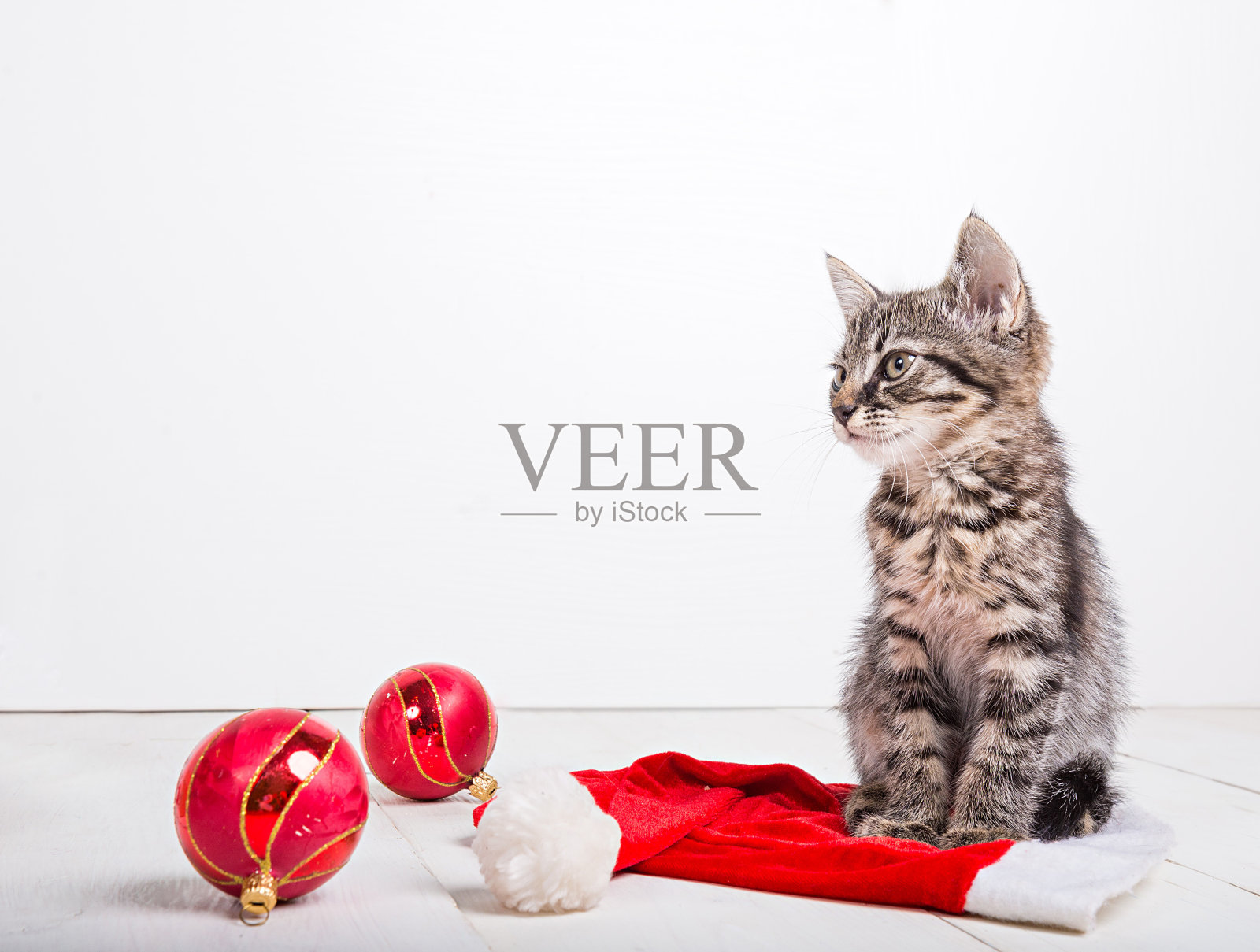 灰色的圣诞小猫咪坐着照片摄影图片