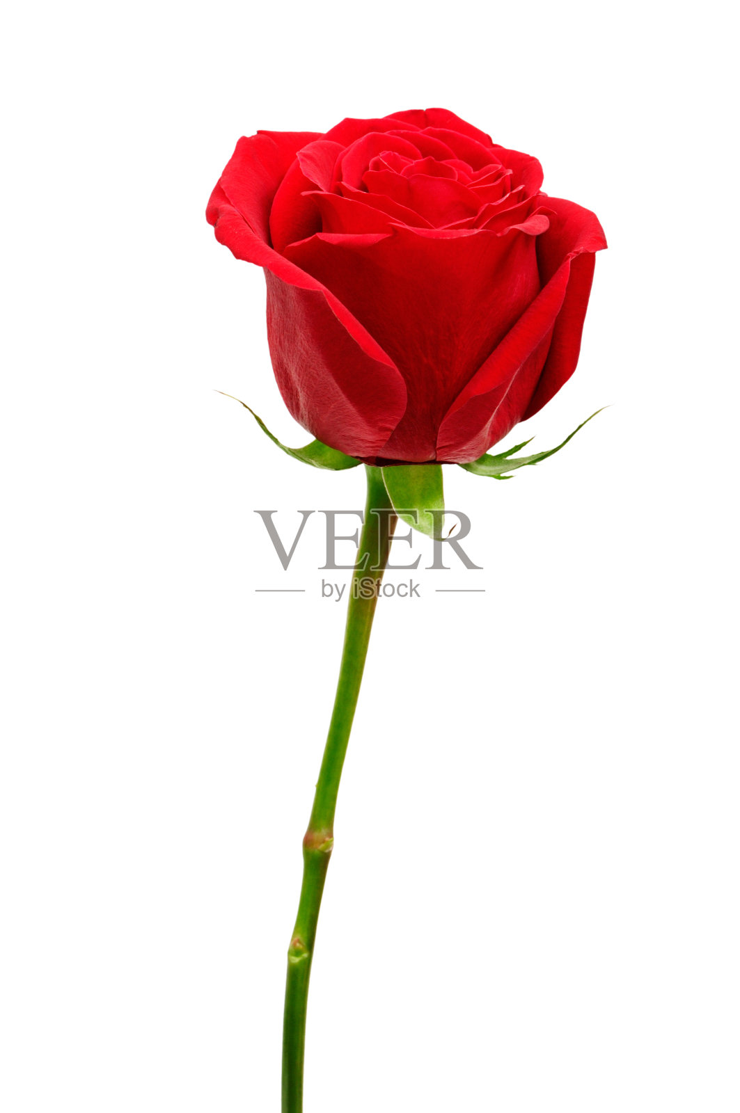 美丽的红玫瑰照片摄影图片