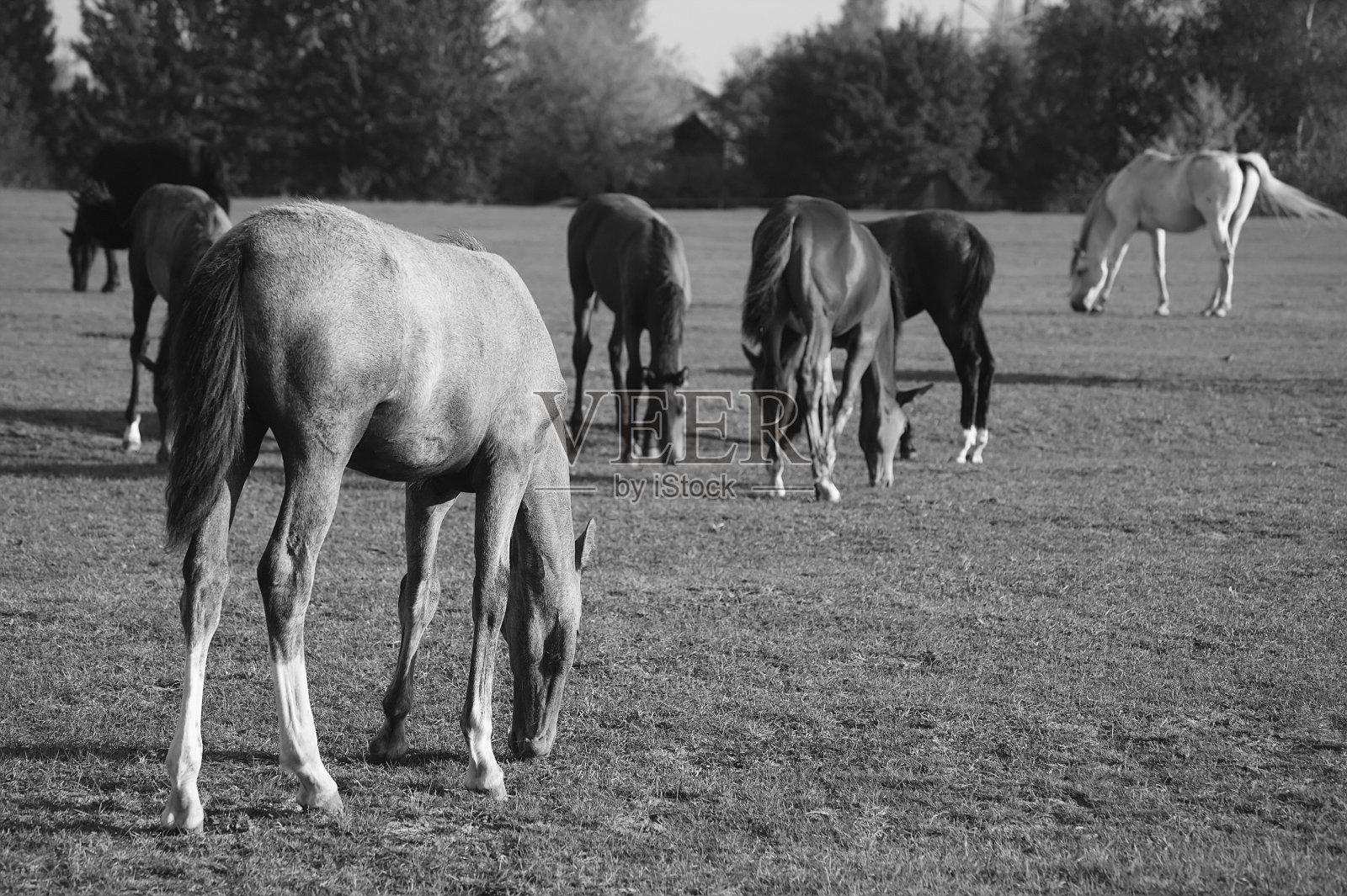 黑白马的肖像。马的黑白肖像。纯种马在背景照片摄影图片