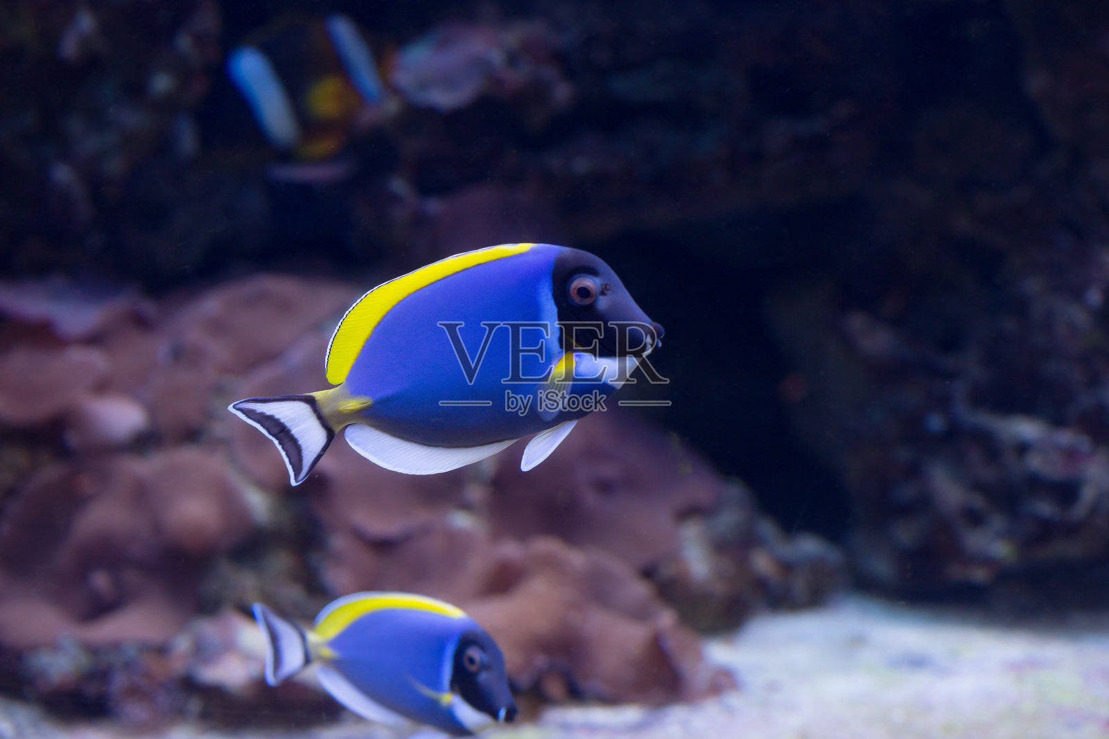 鱼外科医生蓝白相间照片摄影图片