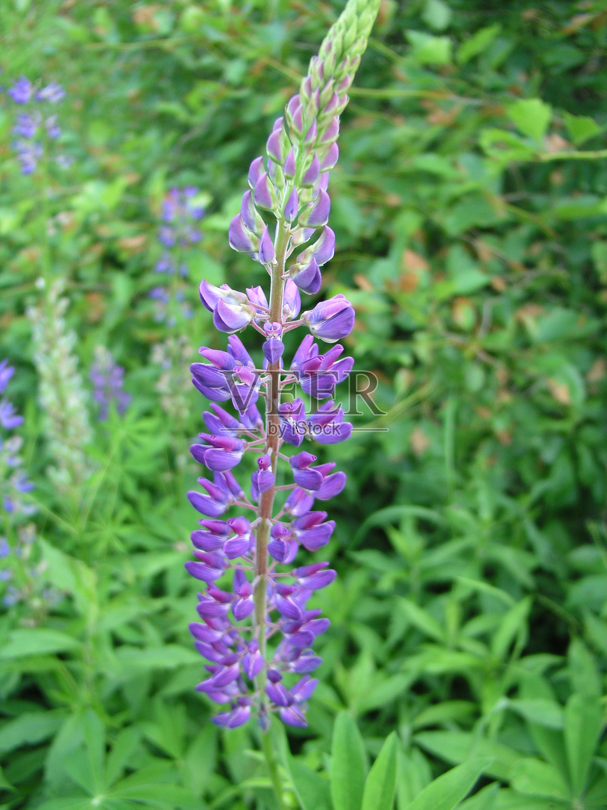 缅因州紫狼照片摄影图片