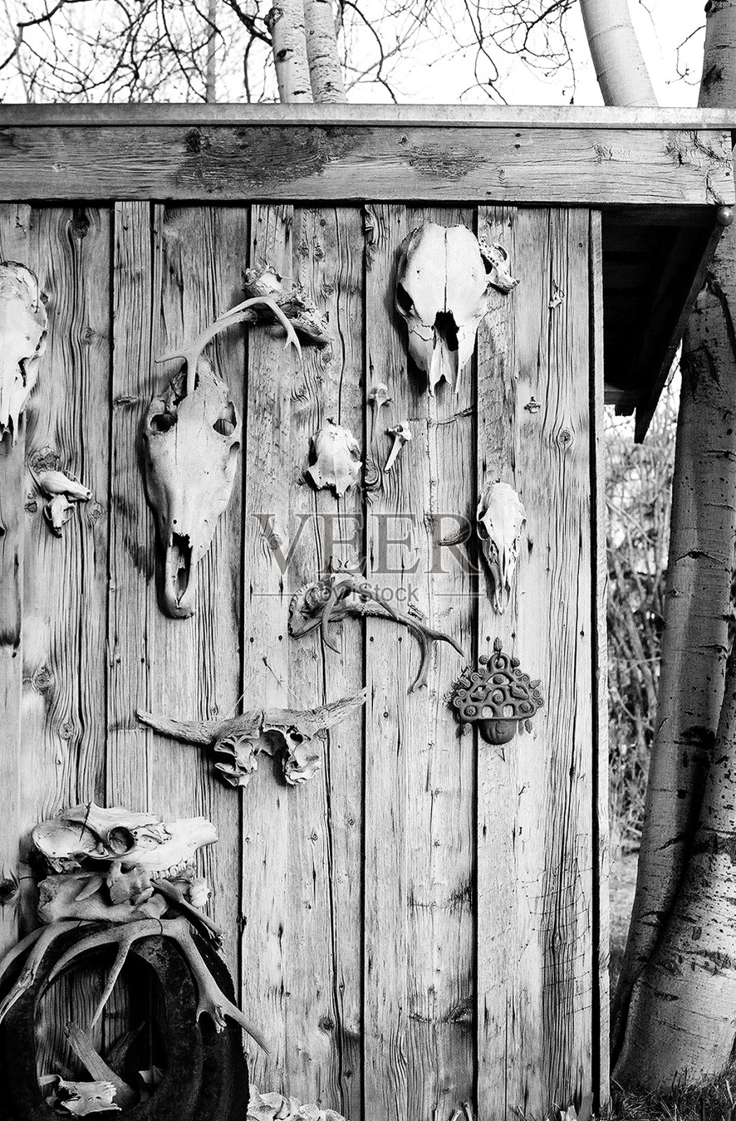 动物小品照片摄影图片