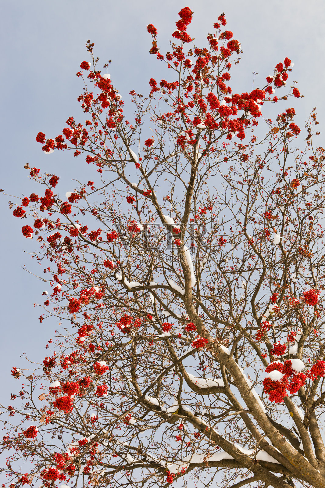 冬天的花楸属照片摄影图片