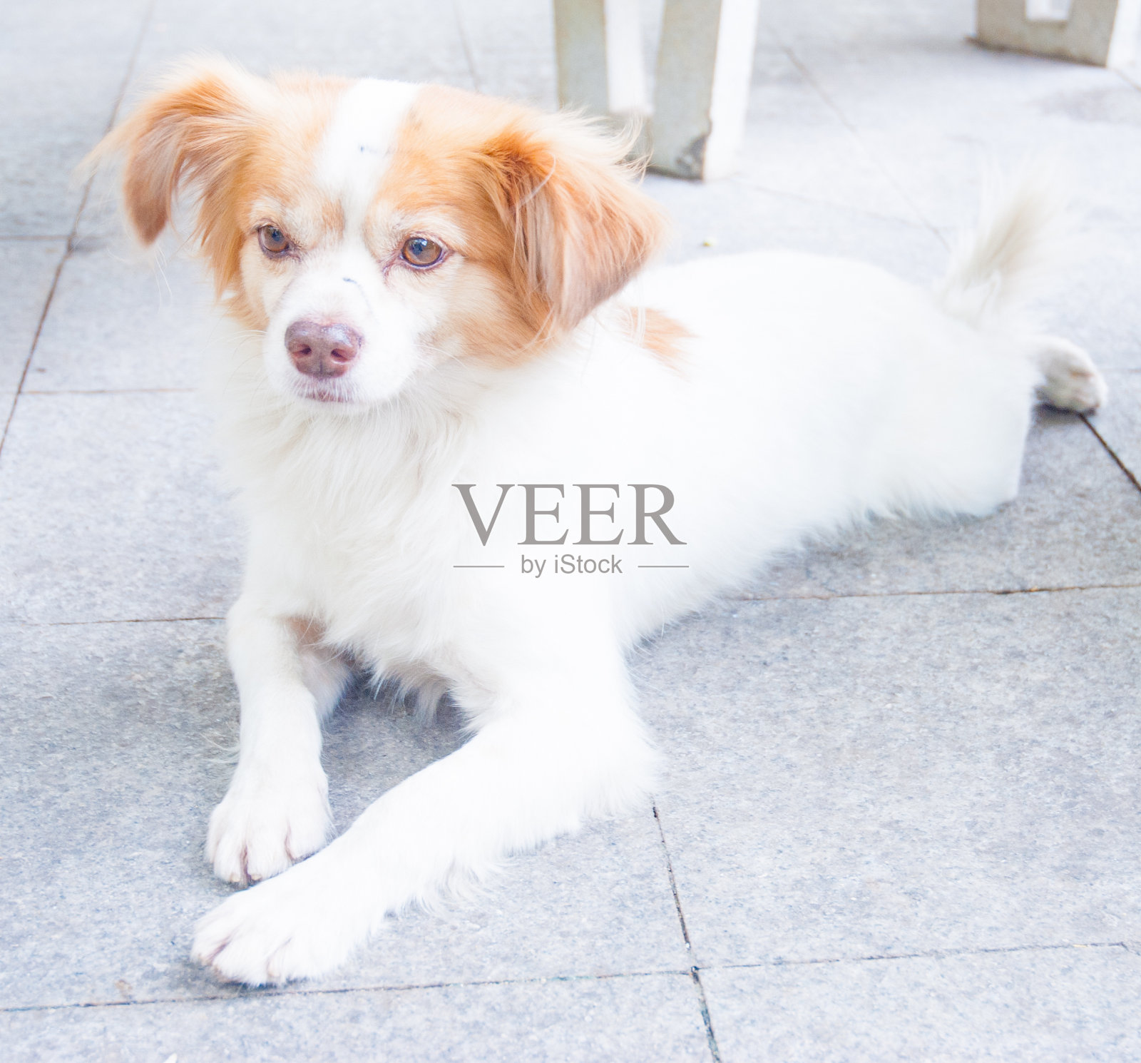 可爱的帕皮隆照片摄影图片