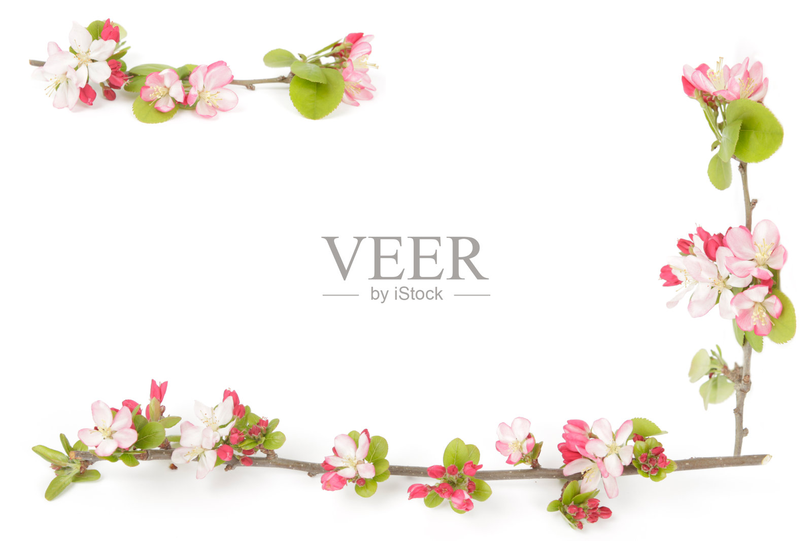 海棠花的搬运工照片摄影图片