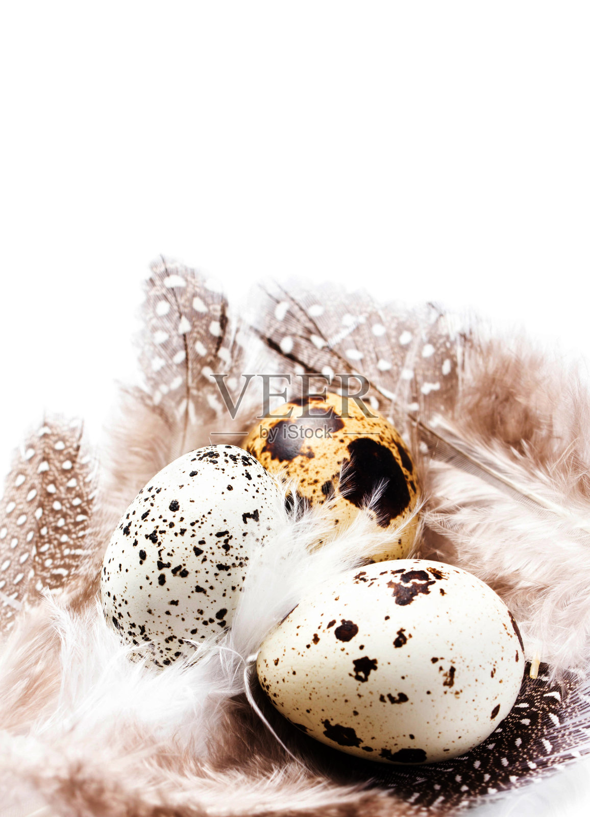 羽毛孤立在白色背景上的生鹌鹑蛋照片摄影图片