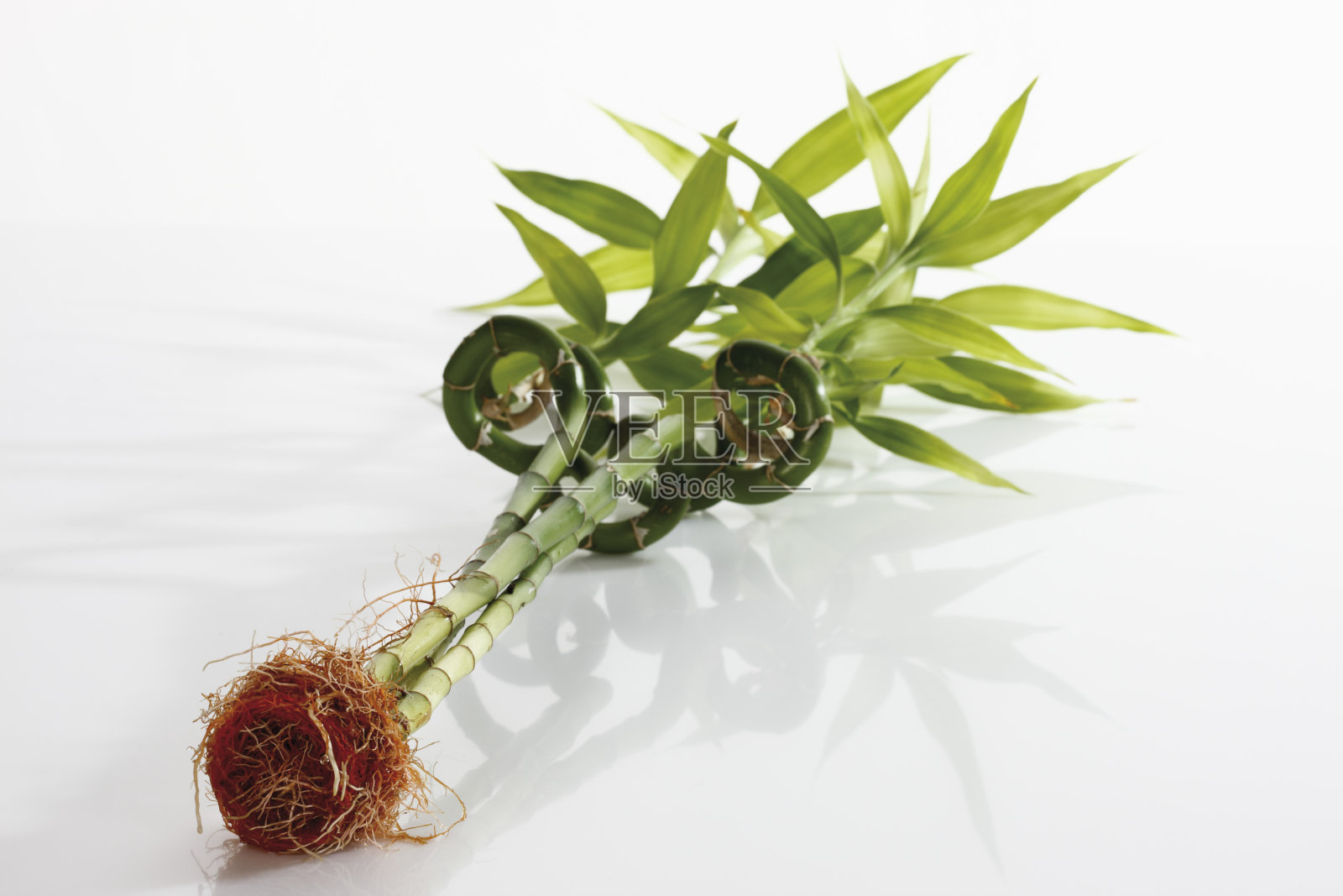 扭曲的中国竹照片摄影图片