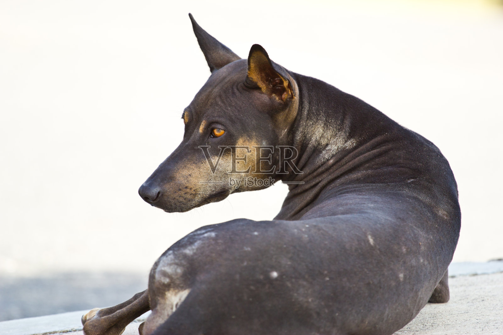 泰国狗照片摄影图片