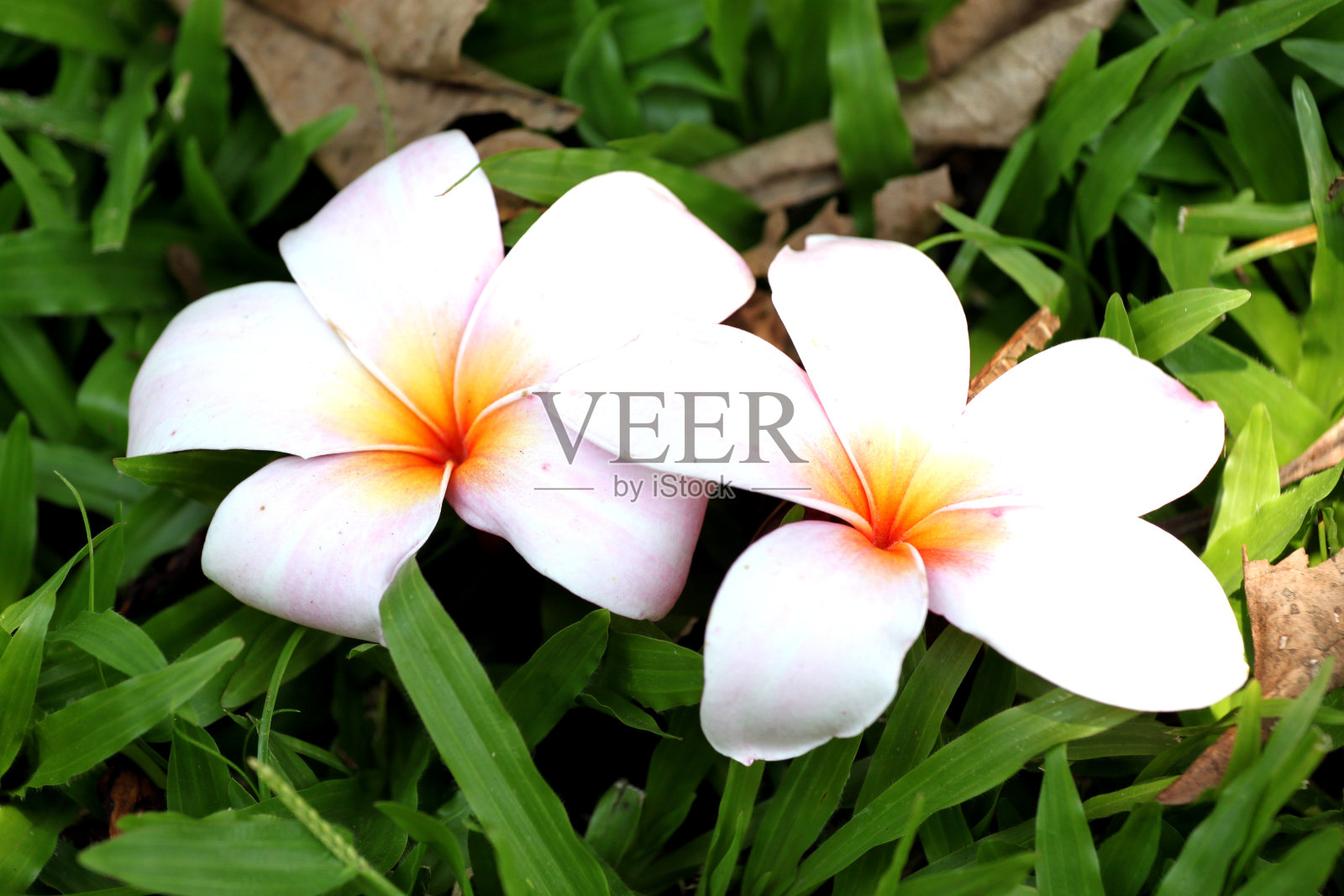 两种白色和黄色鸡蛋花。照片摄影图片