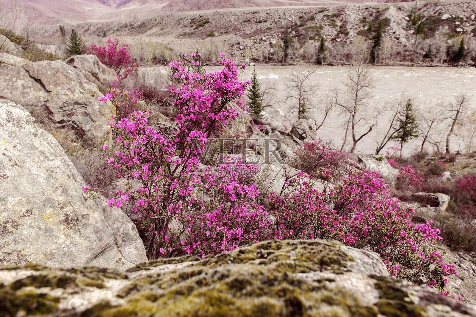 杜鹃花在阿勒泰开花照片摄影图片