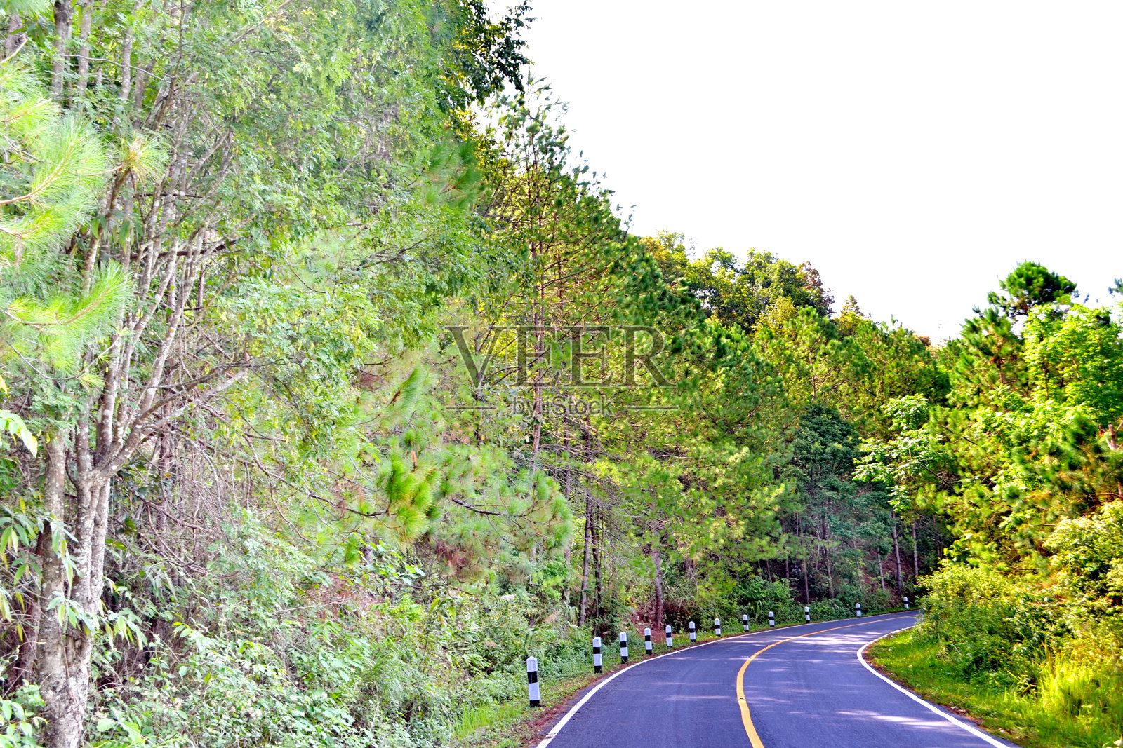 雨林和一条土路照片摄影图片
