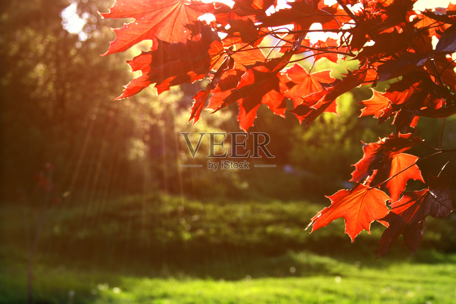 春天阳光下的枫叶照片摄影图片