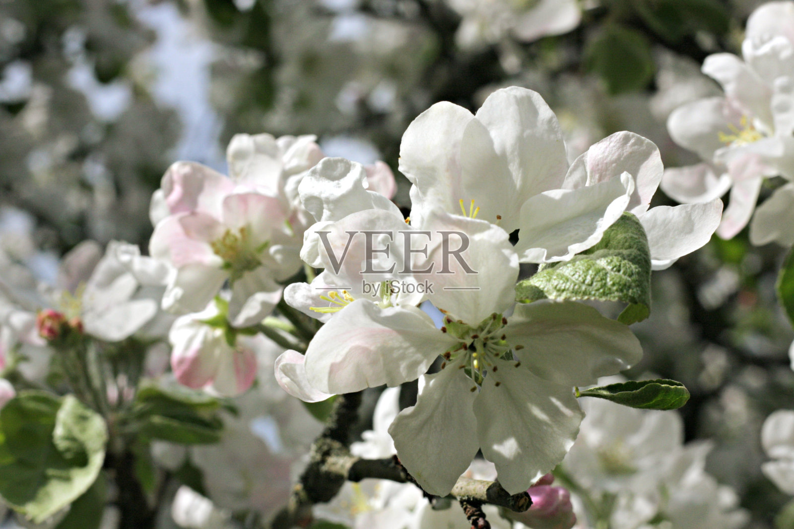 苹果树开花照片摄影图片