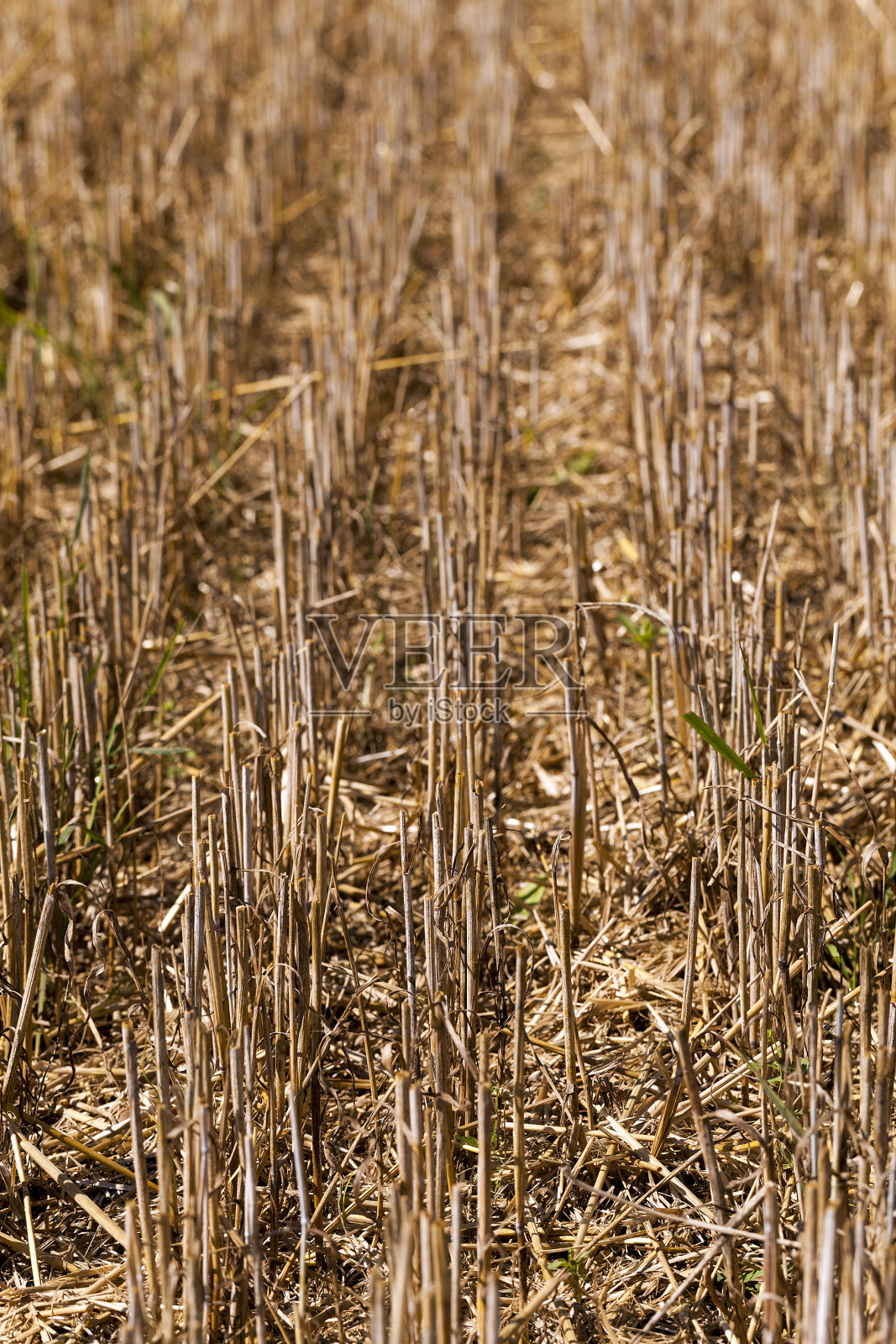农业照片摄影图片